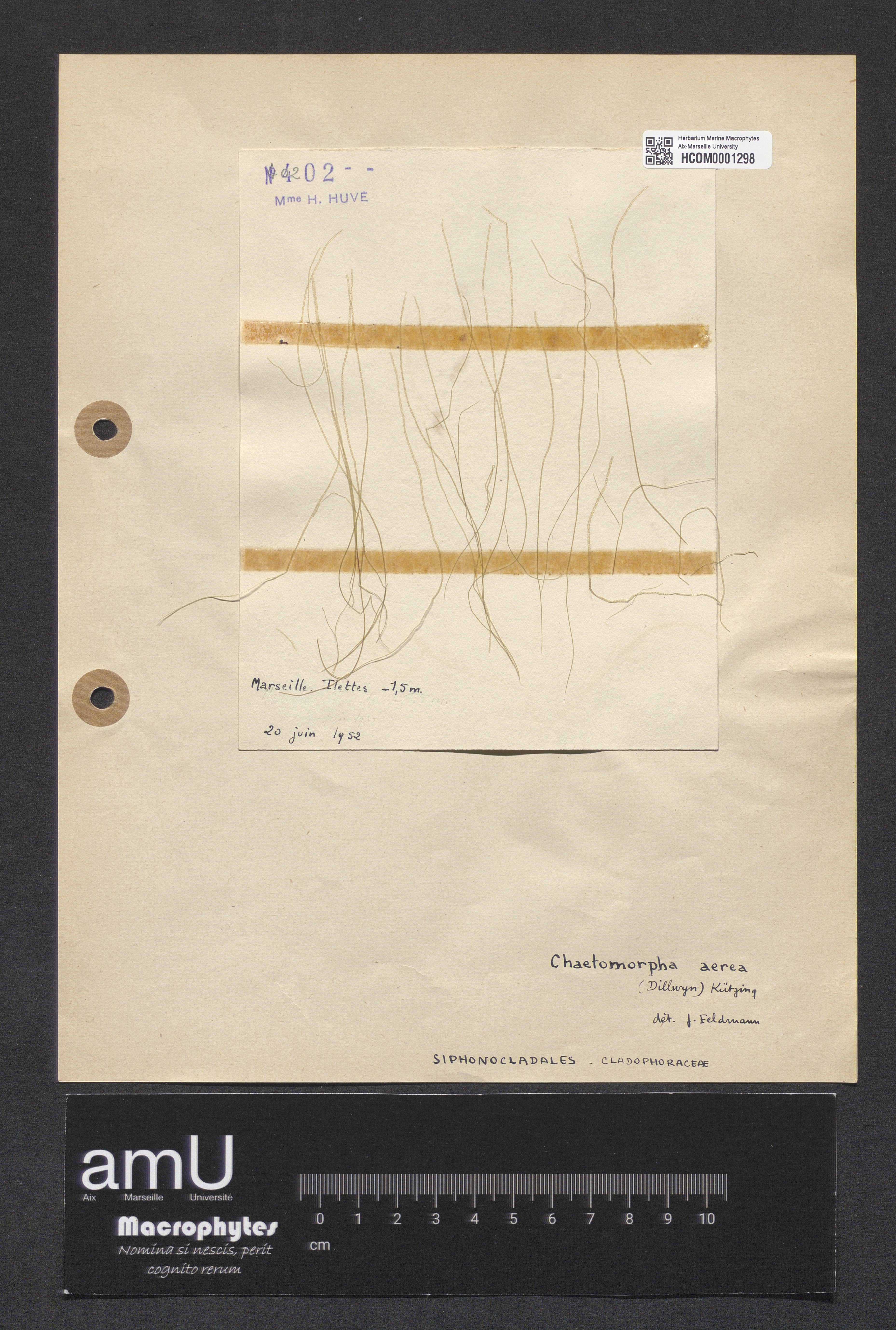 Chaetomorpha aera specimen