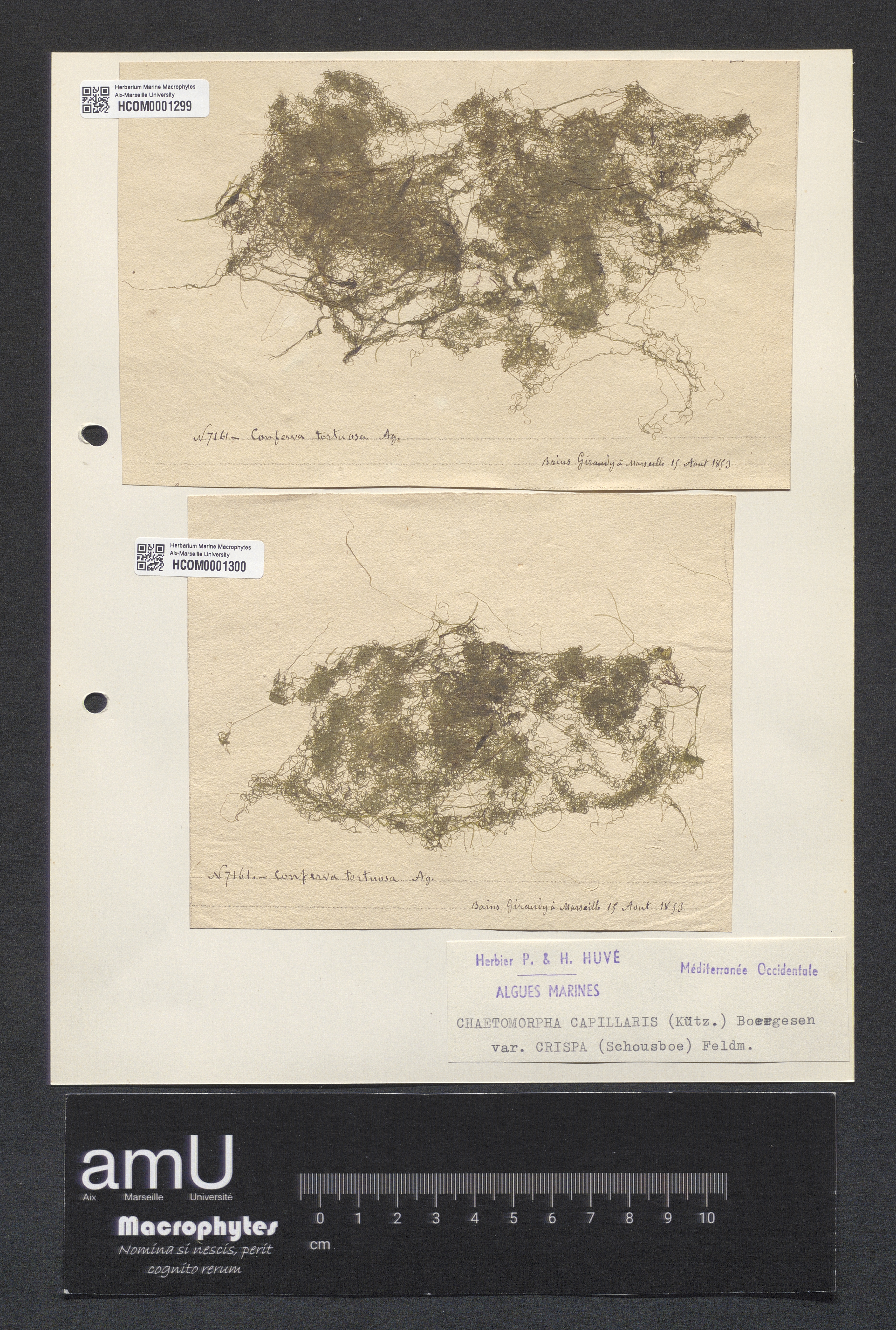Chaetomorpha capillaris specimen