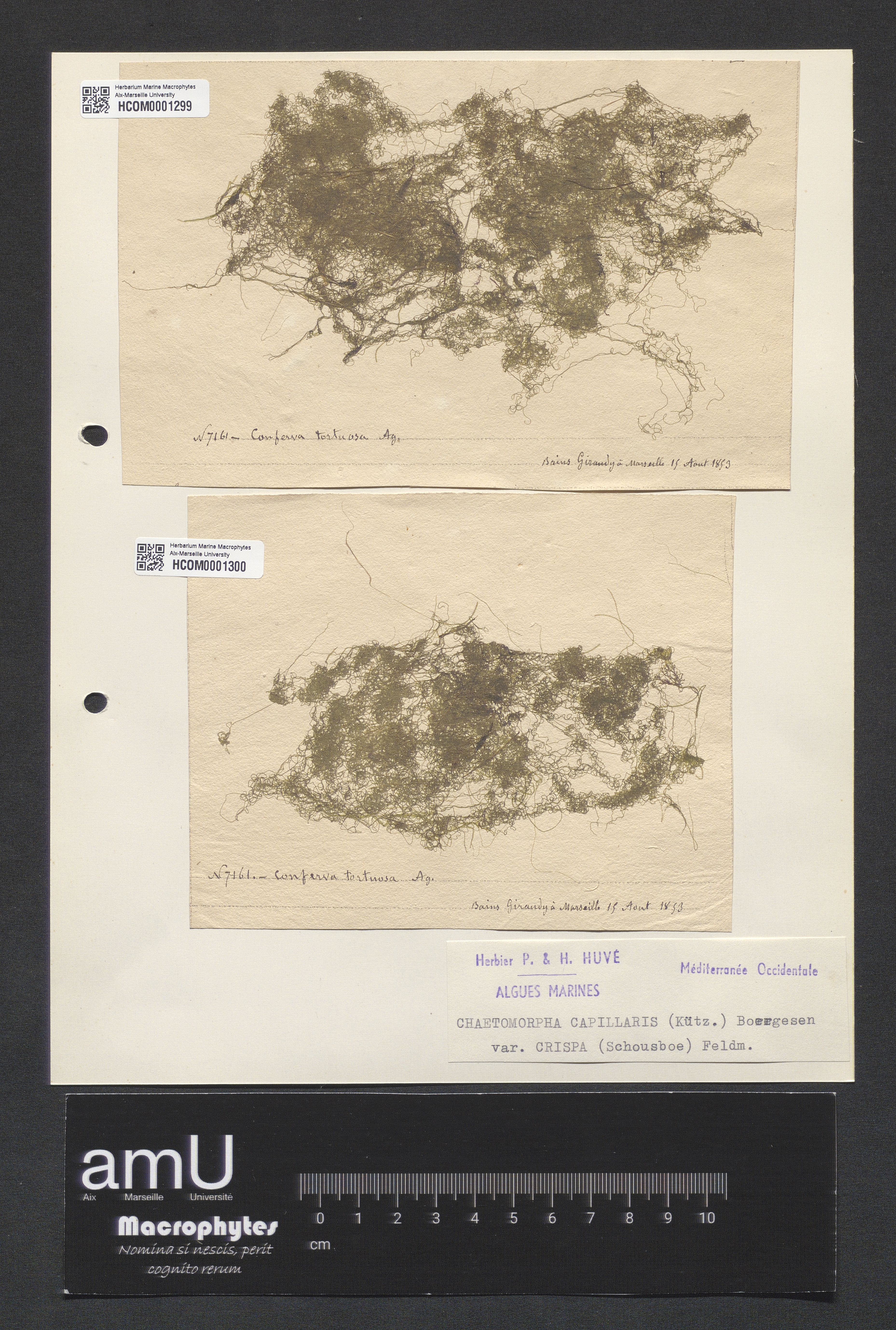 Chaetomorpha capillaris specimen