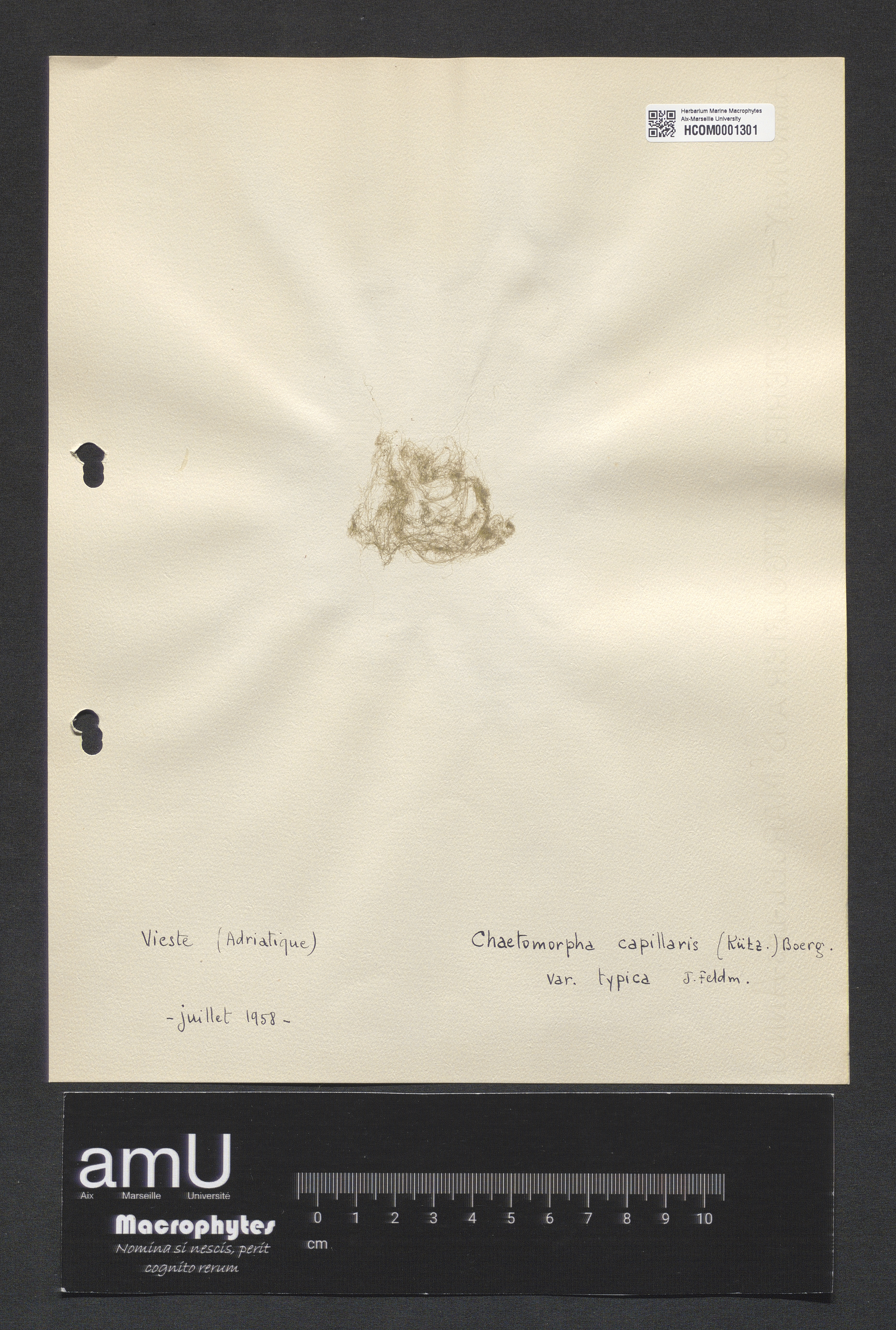 Chaetomorpha capillaris specimen