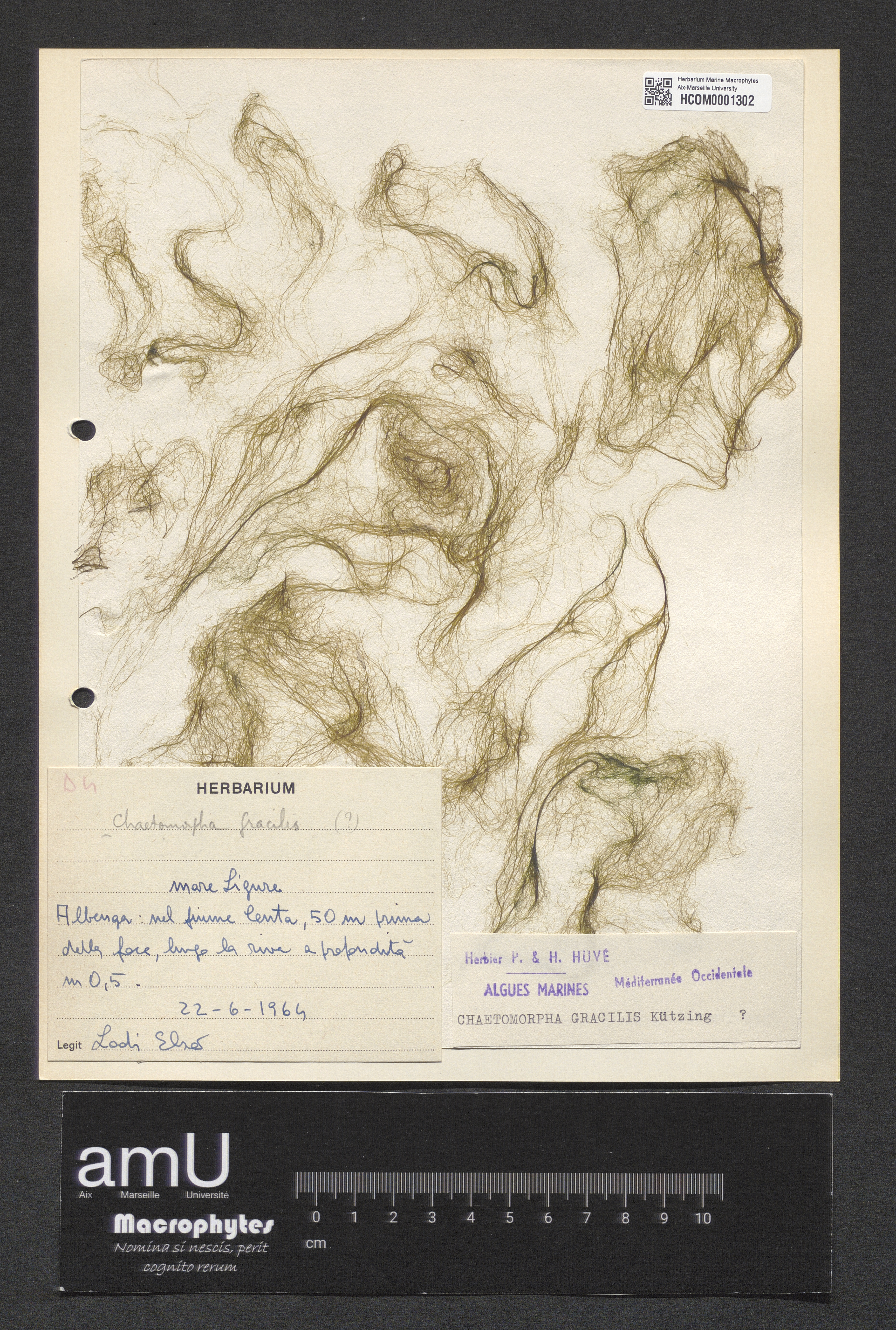 Chaetomorpha gracilis specimen