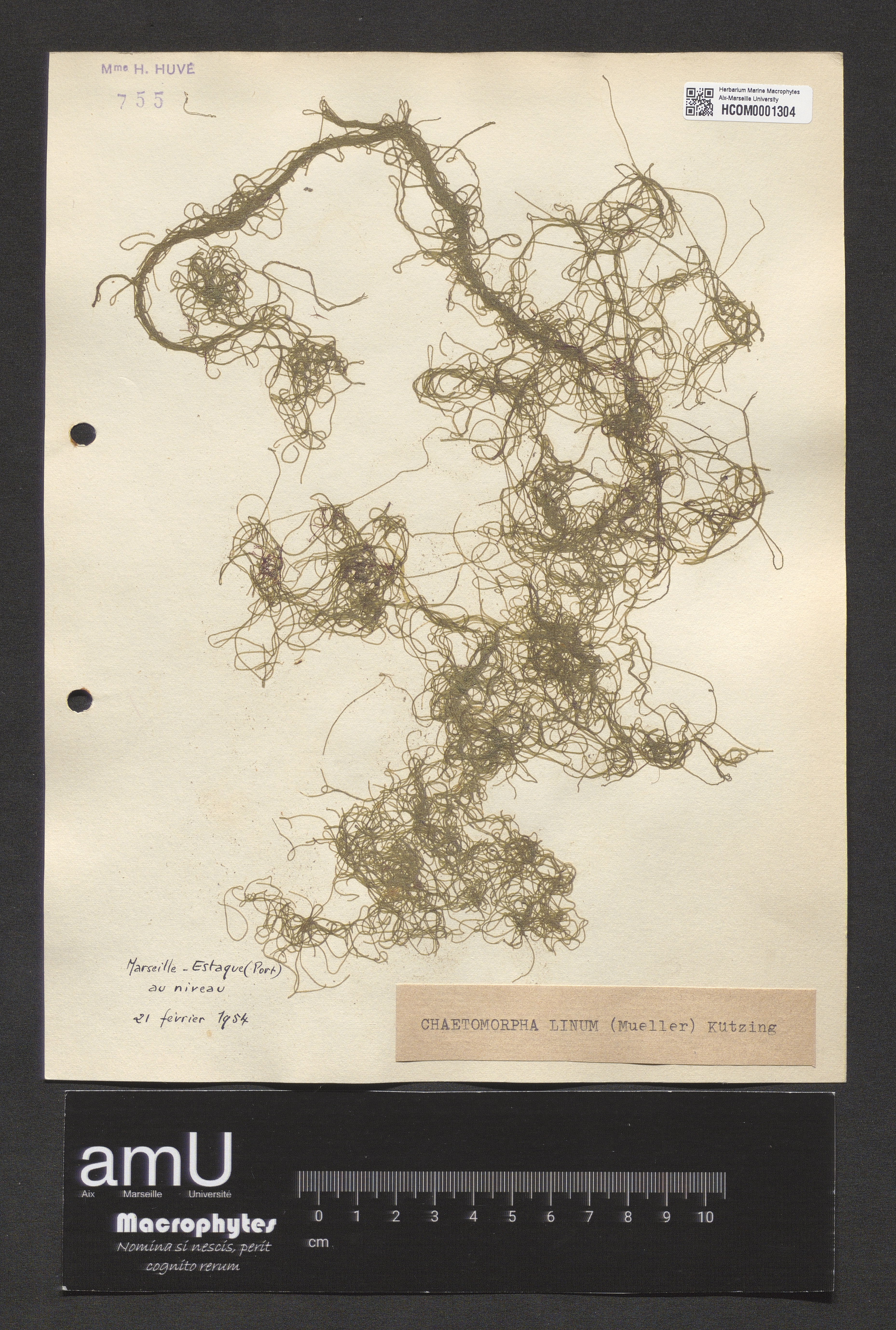 Chaetomorpha linum specimen