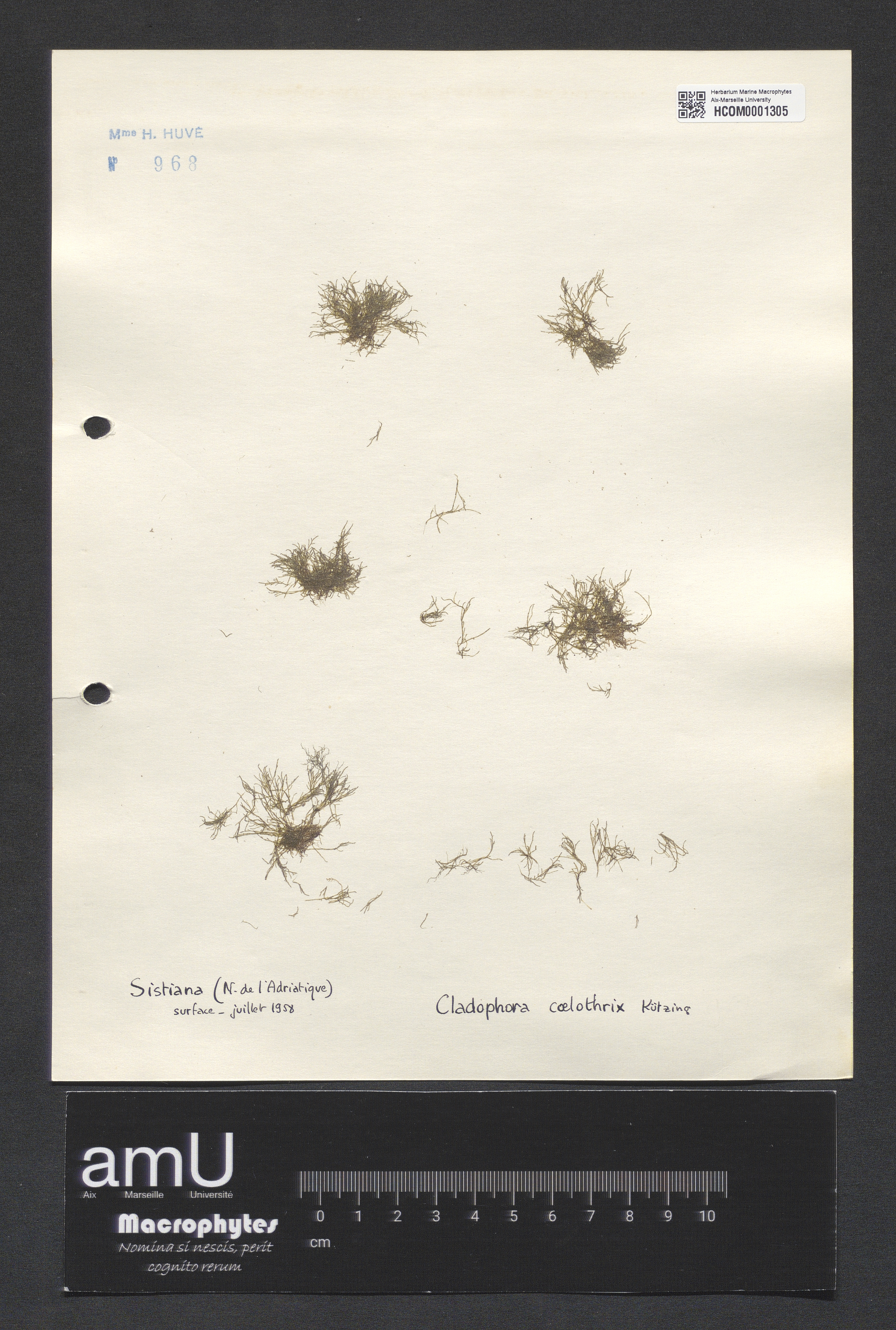 Cladophora coelothrix specimen
