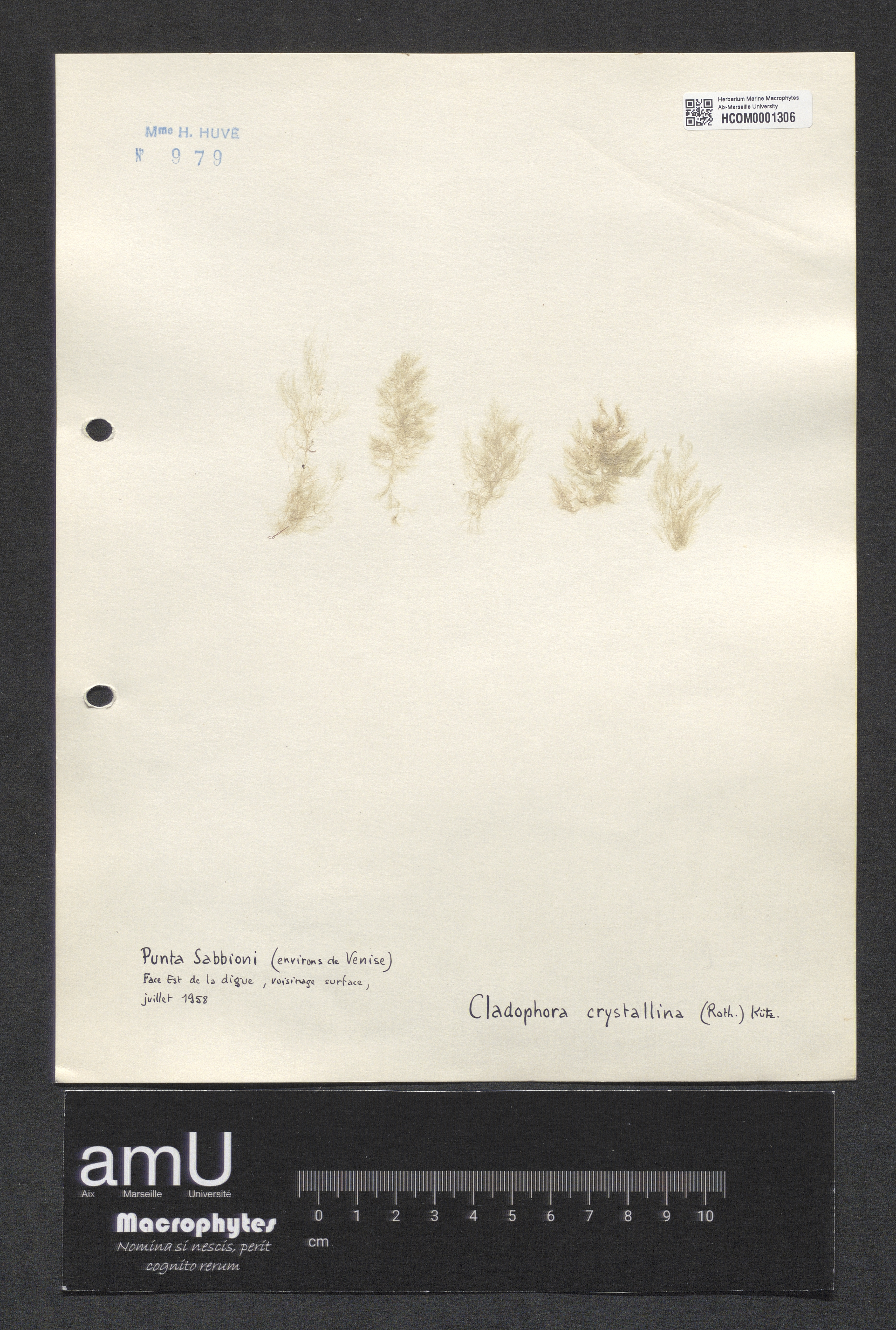Cladophora crystallina specimen