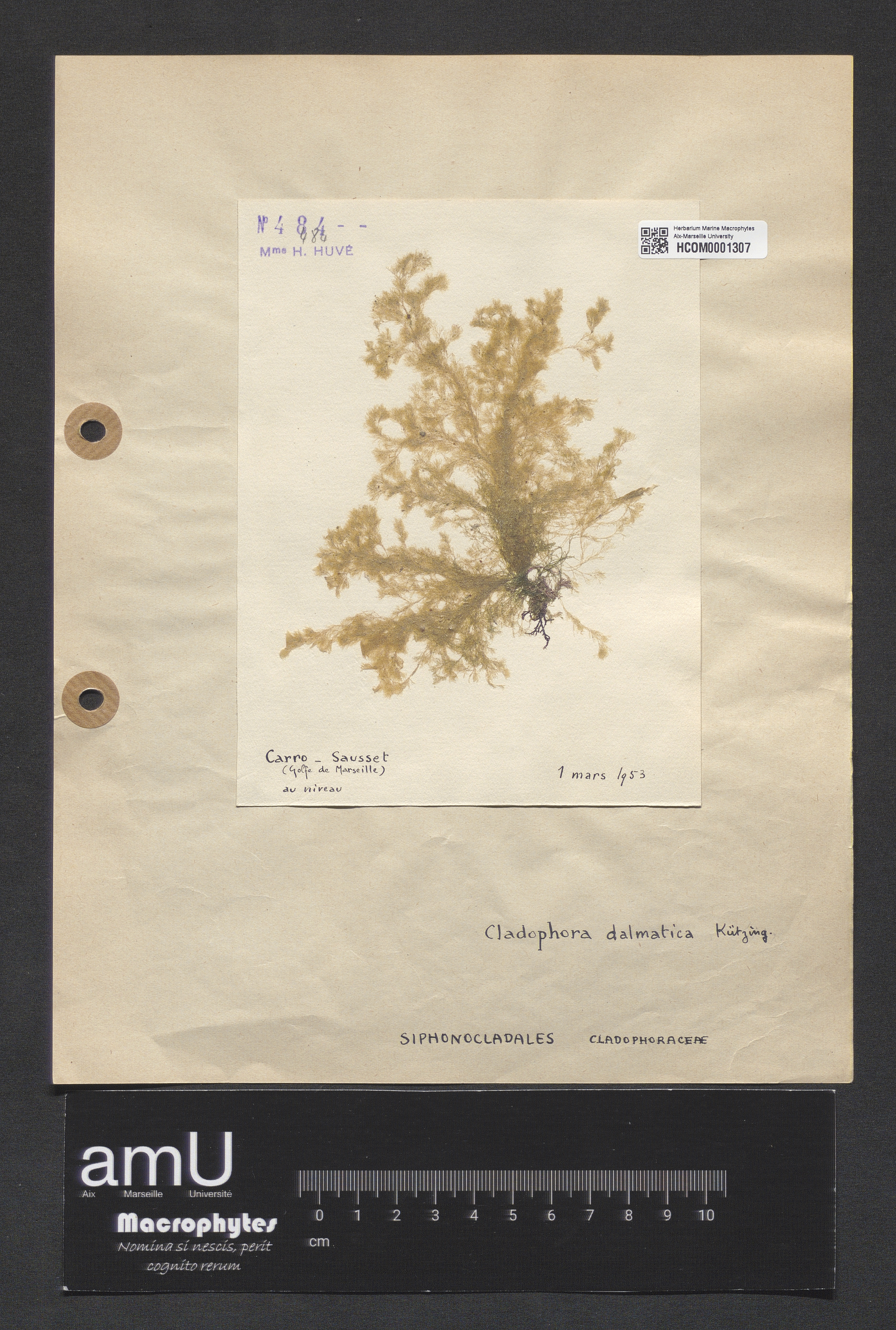 Cladophora dalmatica specimen