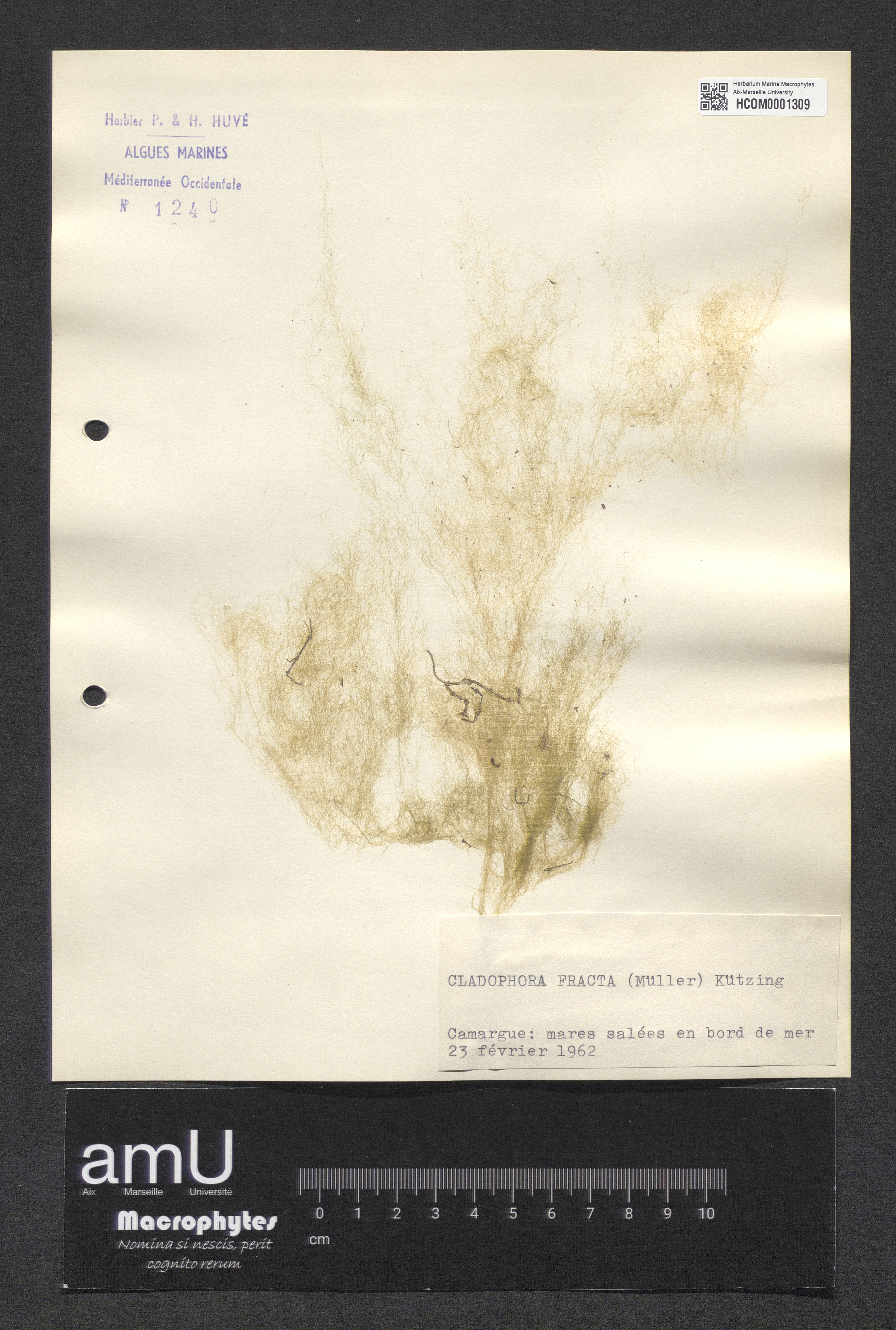 Cladophora fracta specimen
