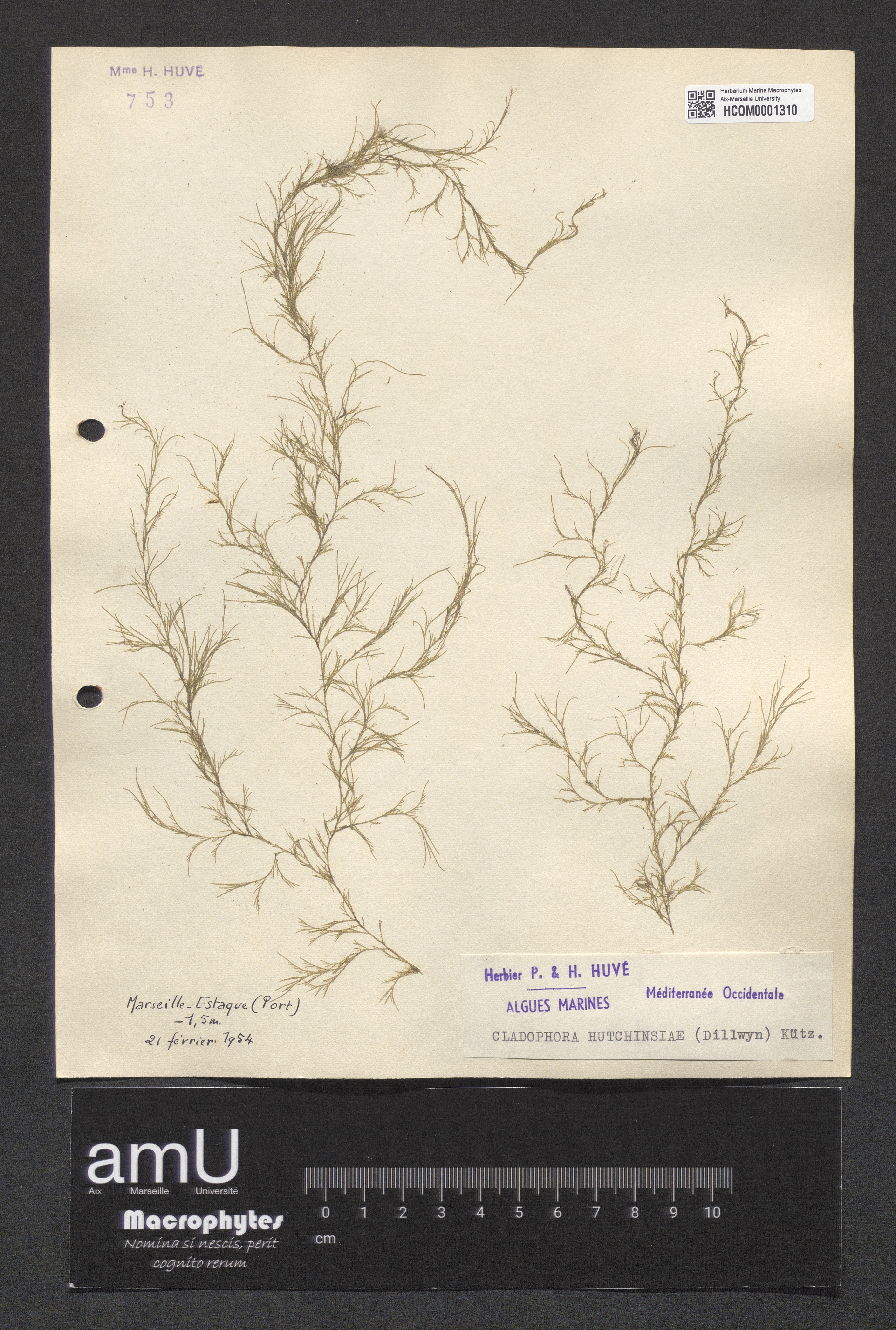 Cladophora hutchinsiae specimen