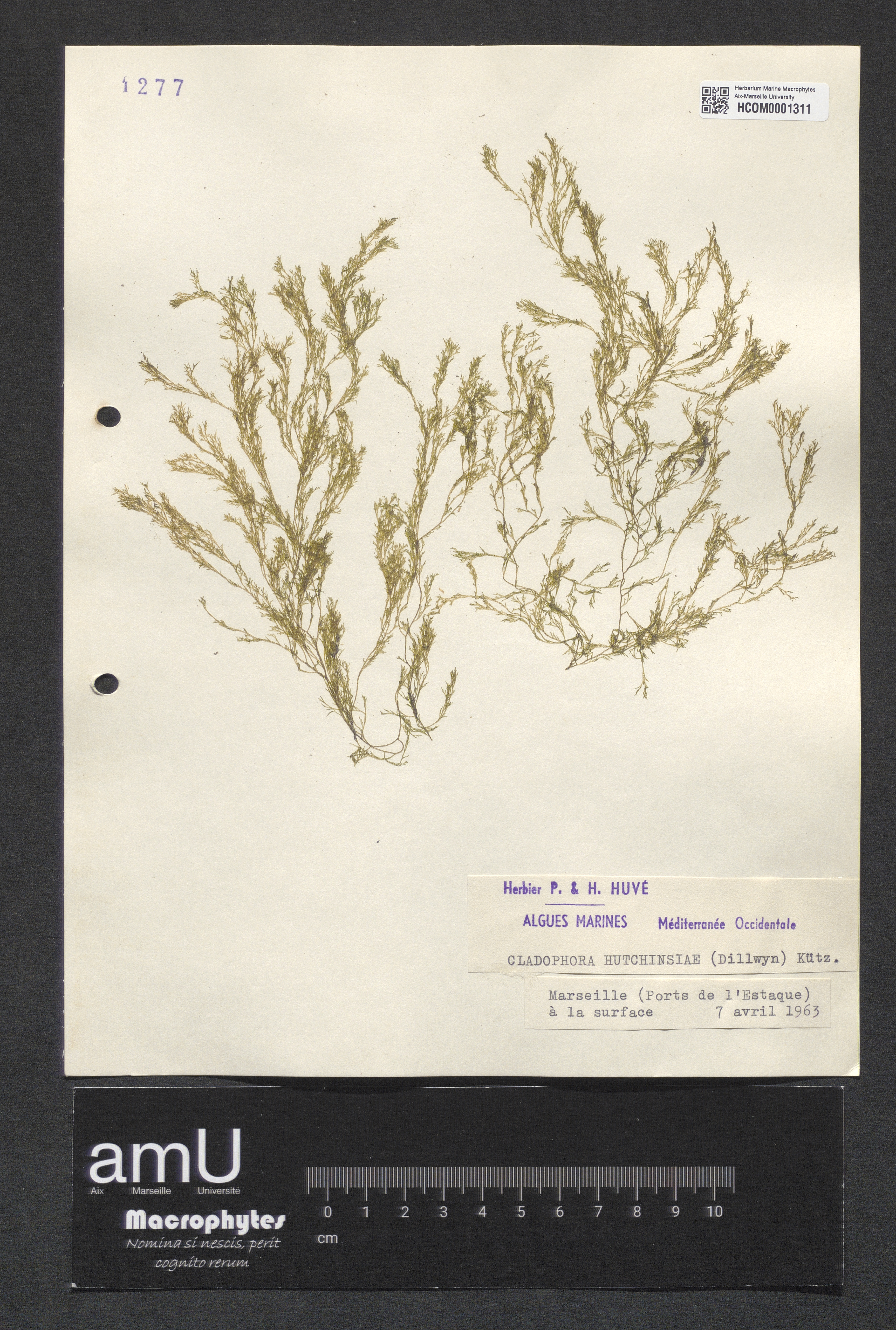 Cladophora hutchinsiae specimen