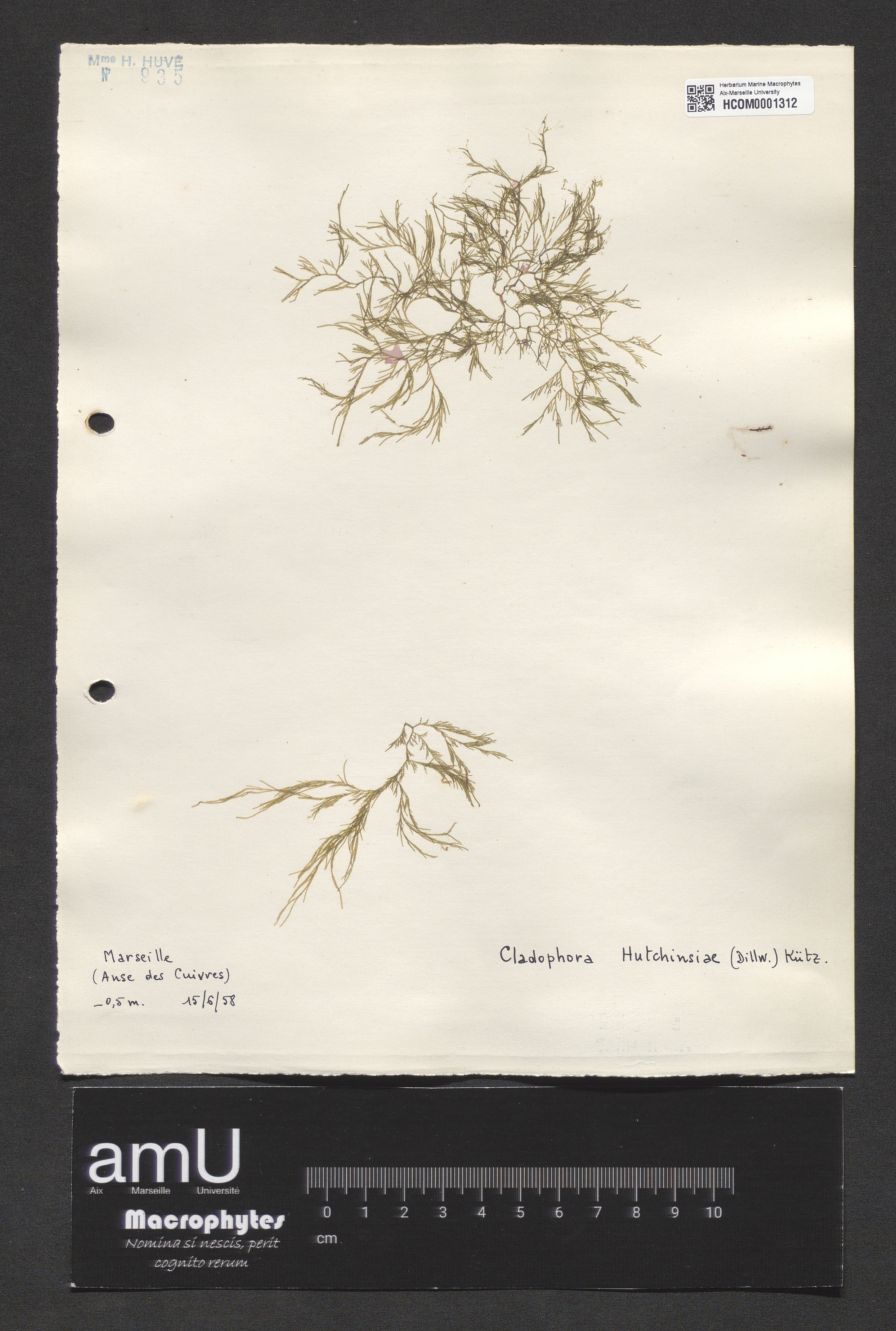 Cladophora hutchinsiae specimen