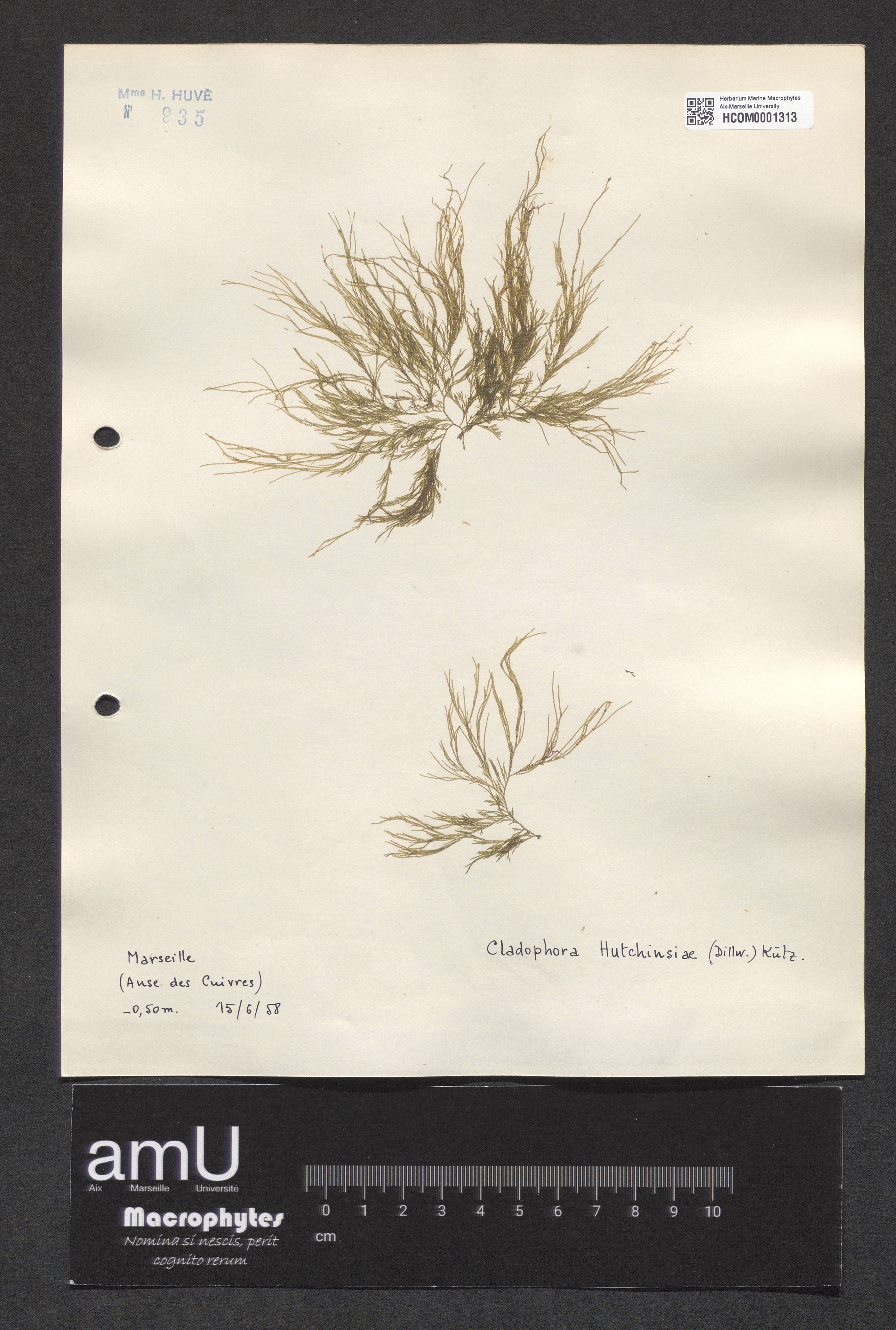 Cladophora hutchinsiae specimen