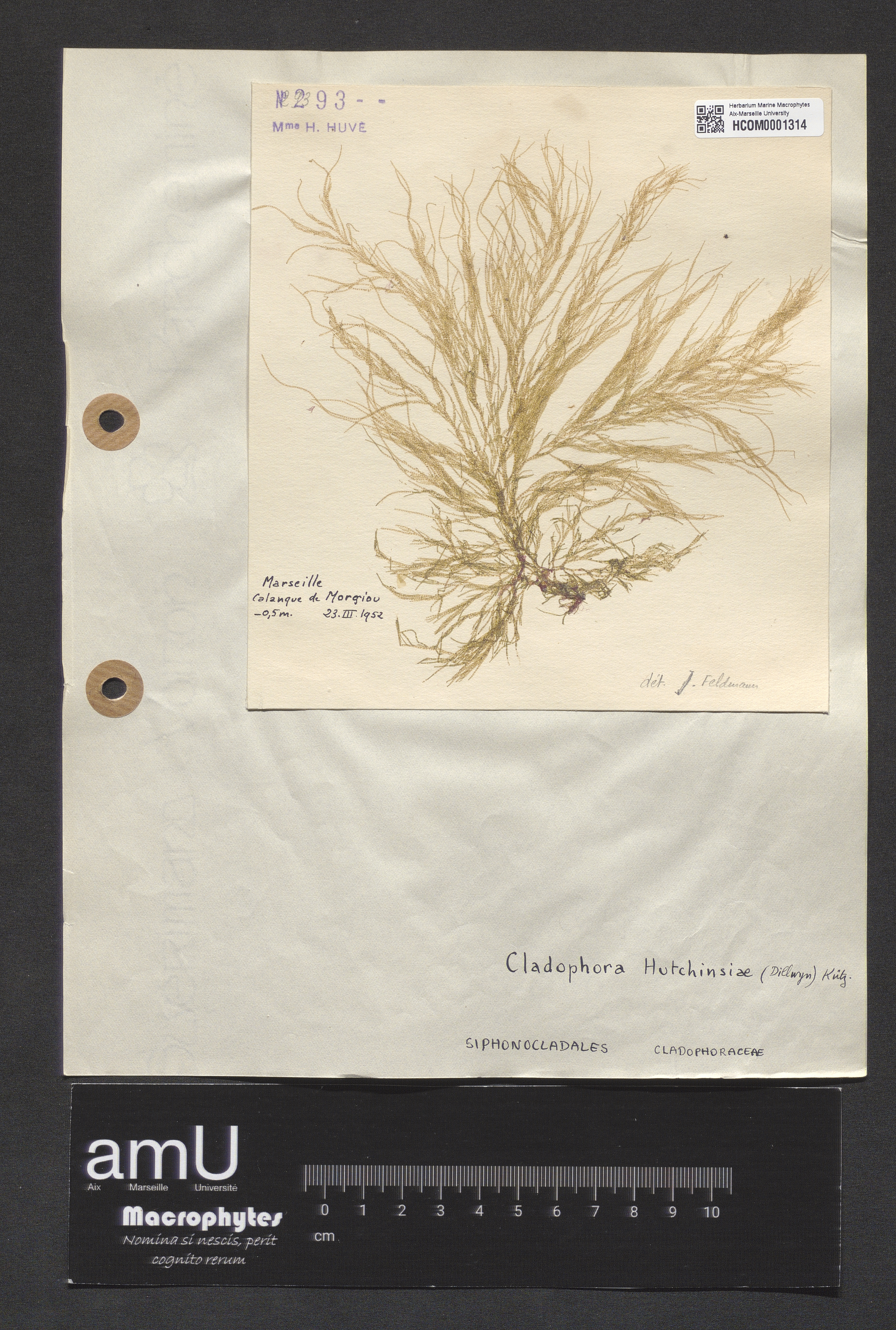 Cladophora hutchinsiae specimen
