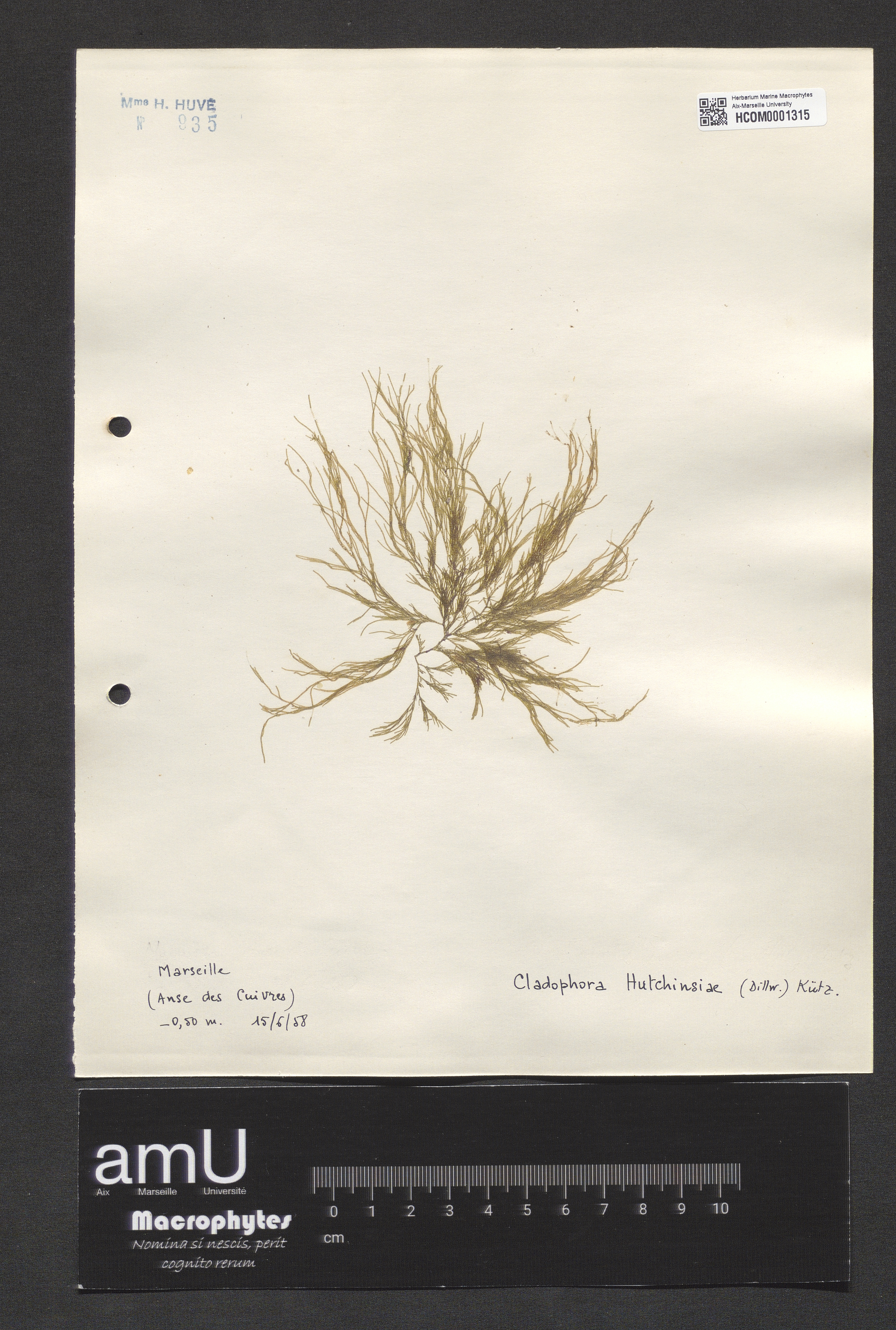 Cladophora hutchinsiae specimen
