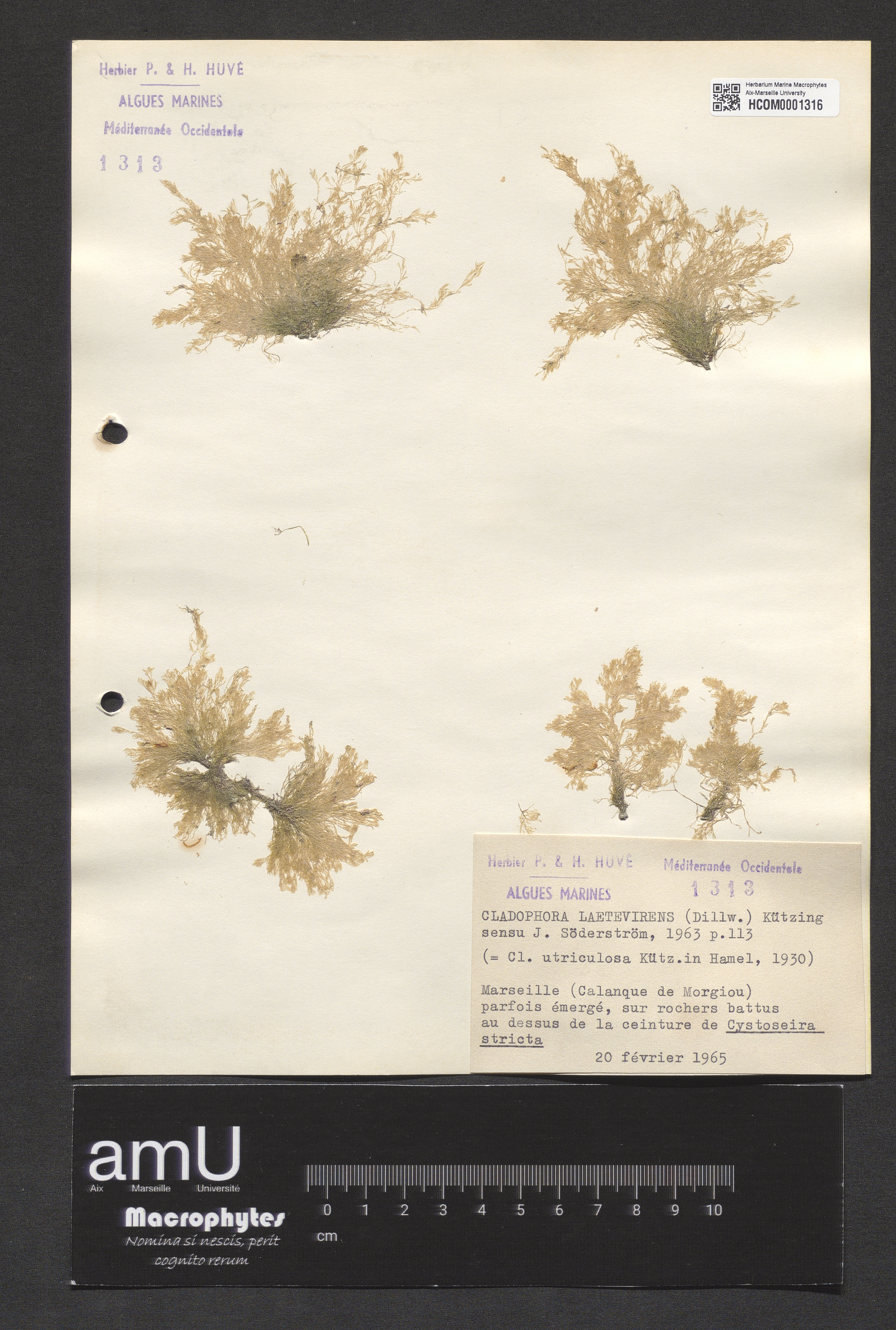 Cladophora laetevirens specimen