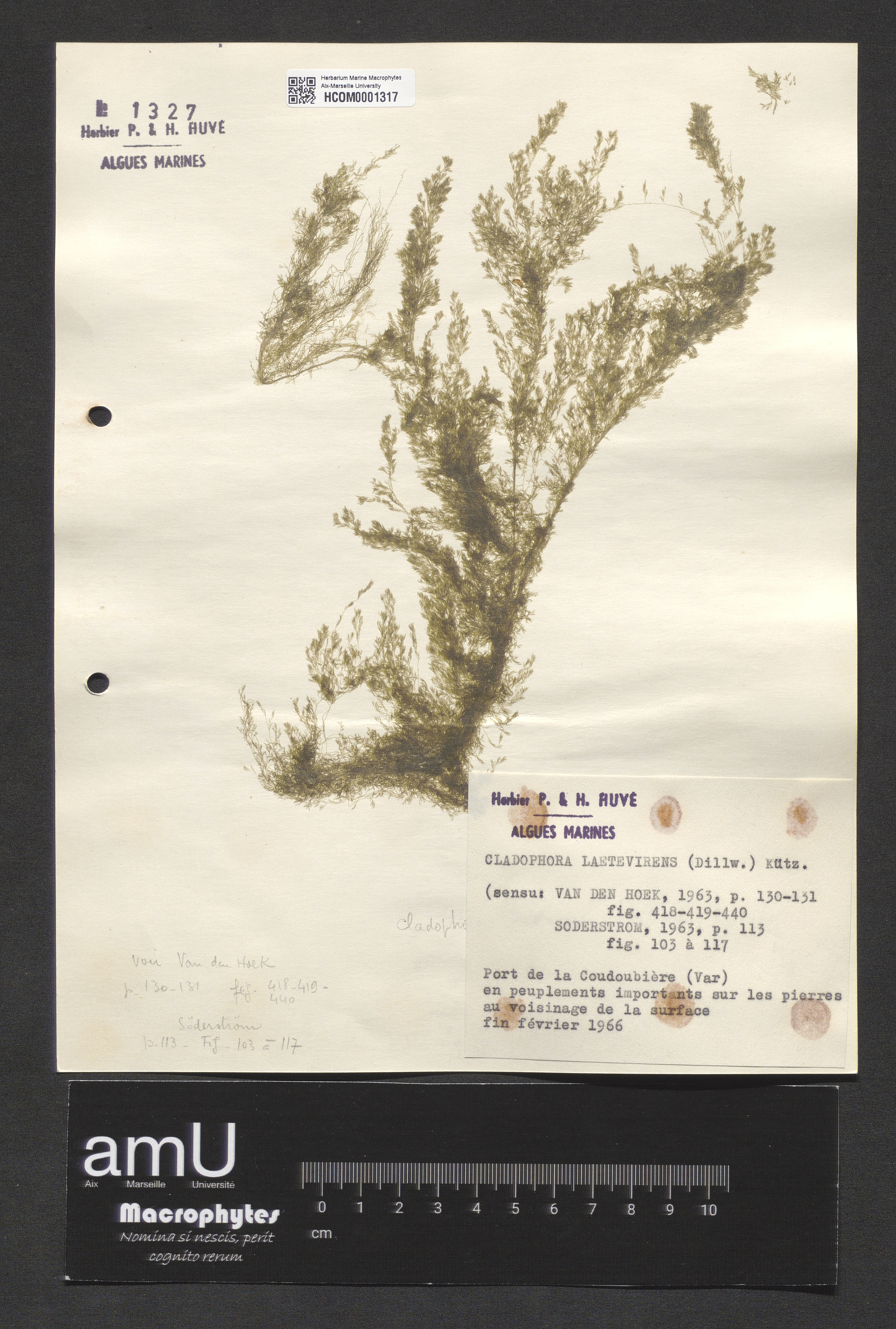 Cladophora laetevirens specimen
