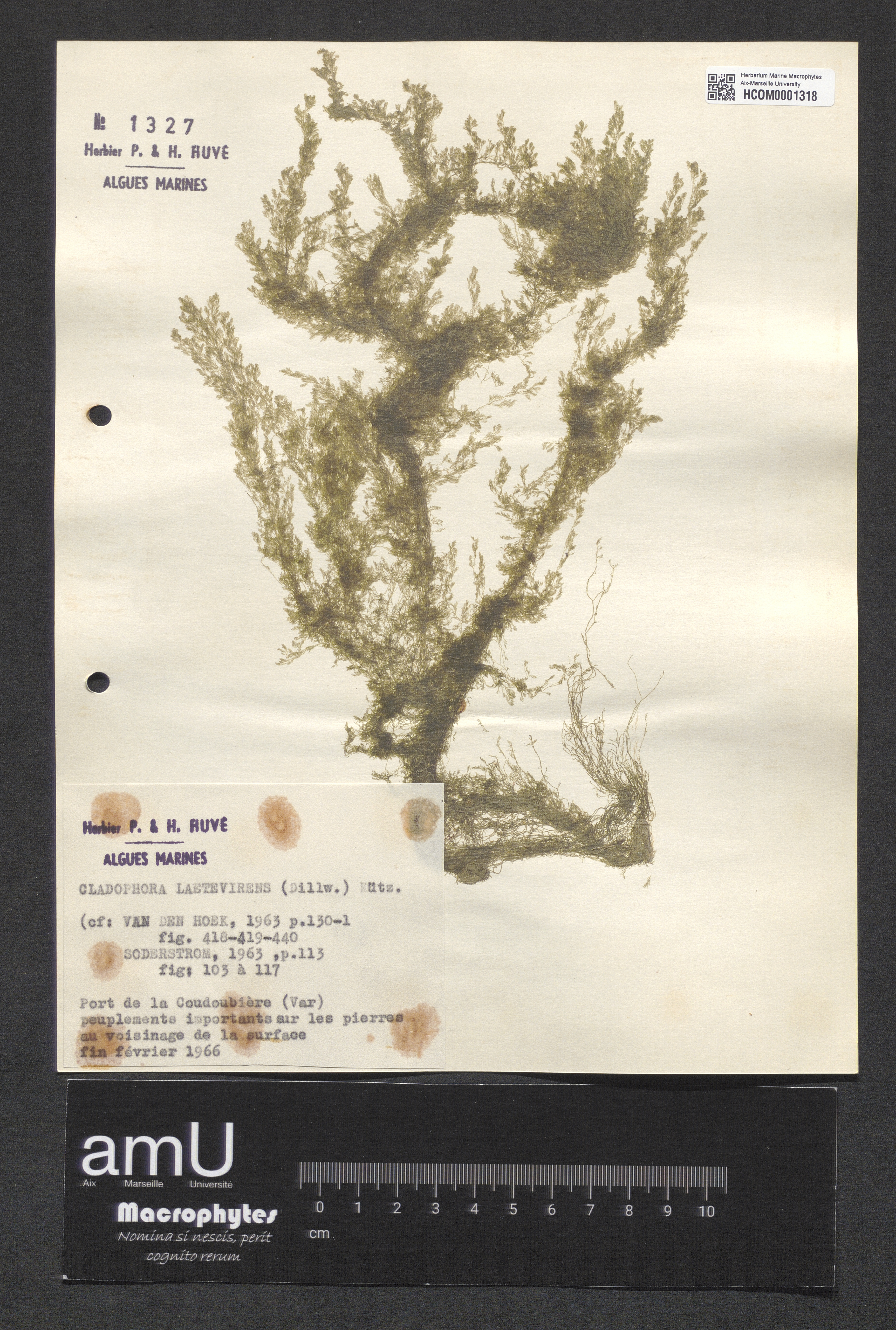 Cladophora laetevirens specimen