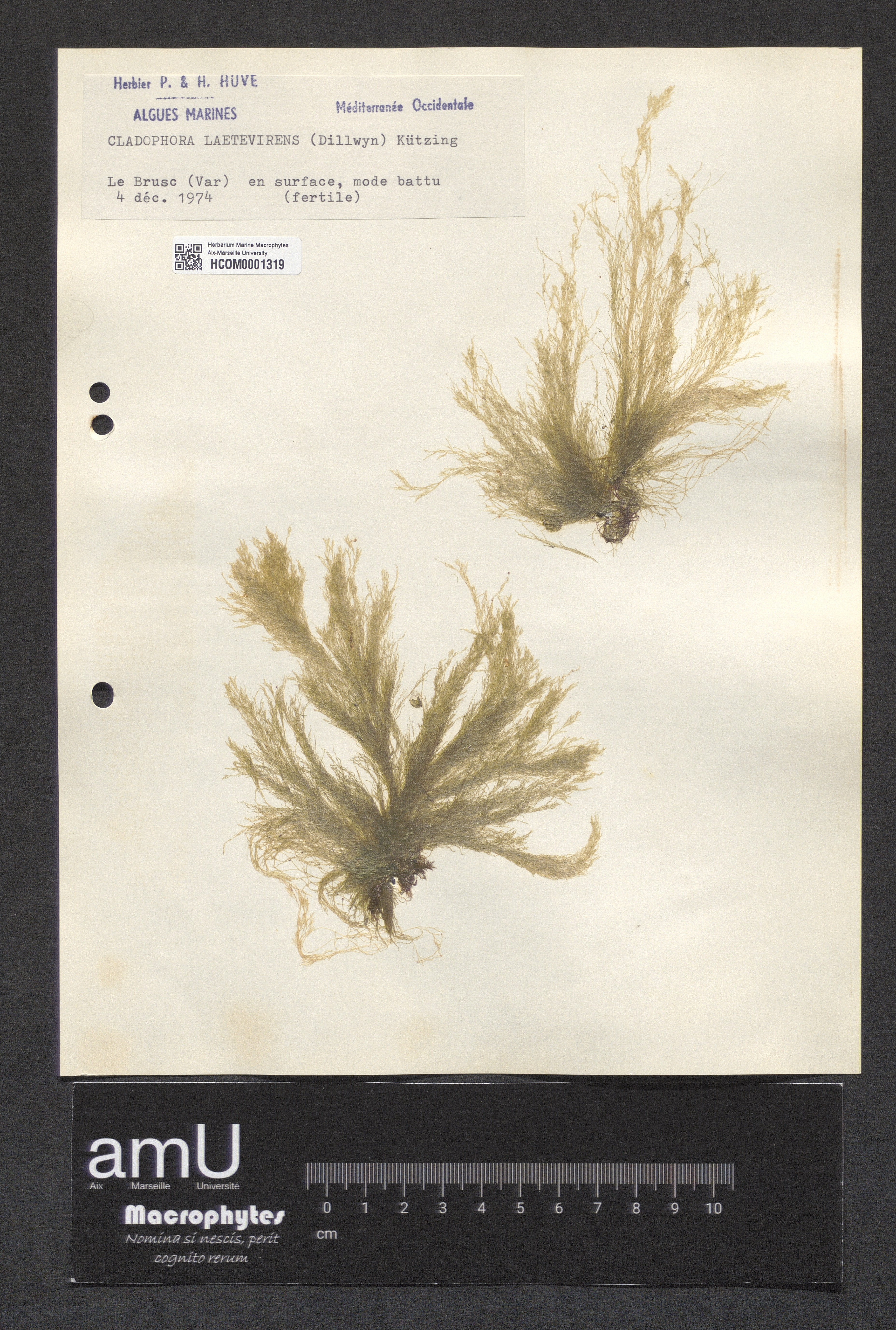 Cladophora laetevirens specimen