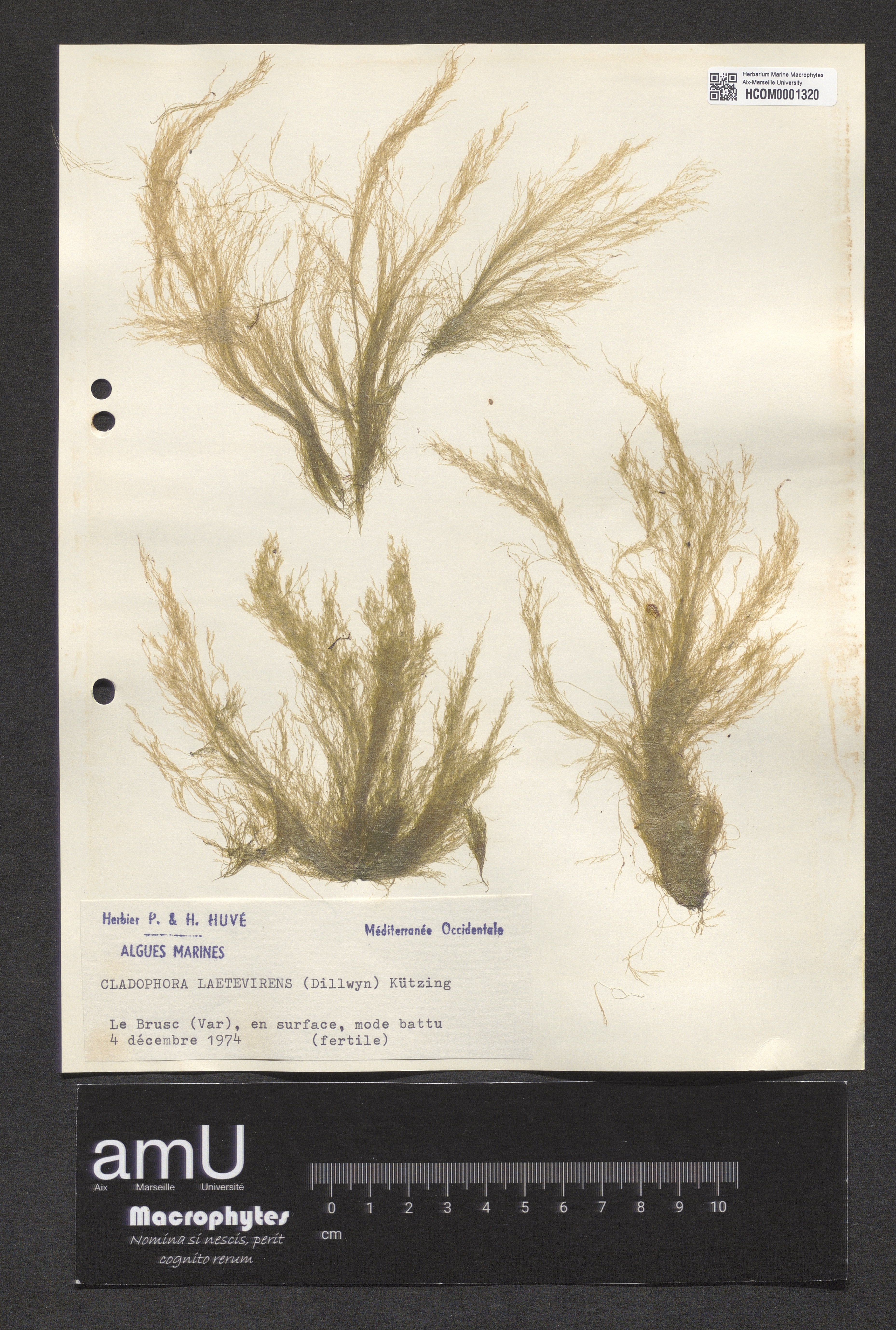 Cladophora laetevirens specimen