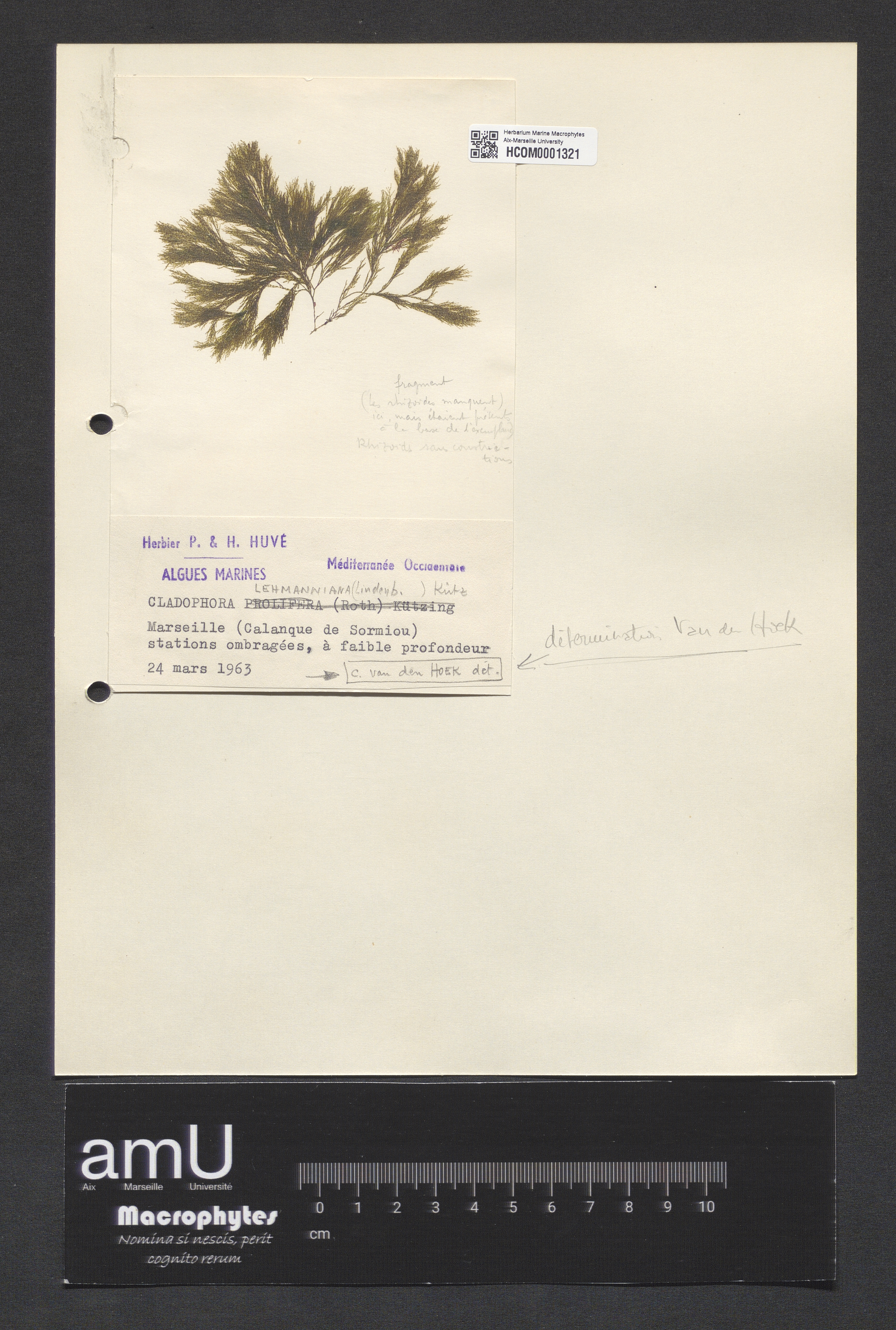 Cladophora lehmanniana specimen