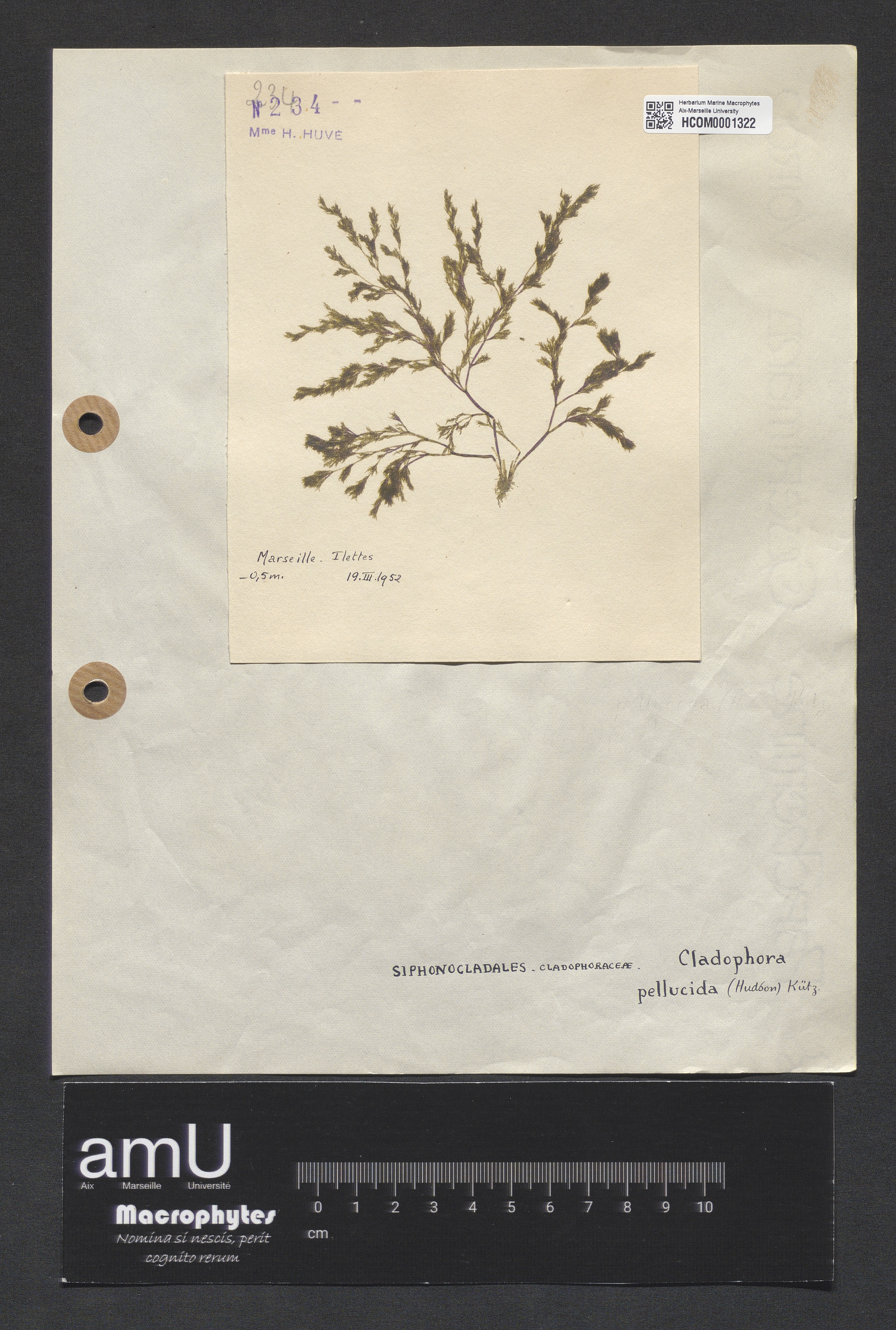Cladophora pellucida specimen