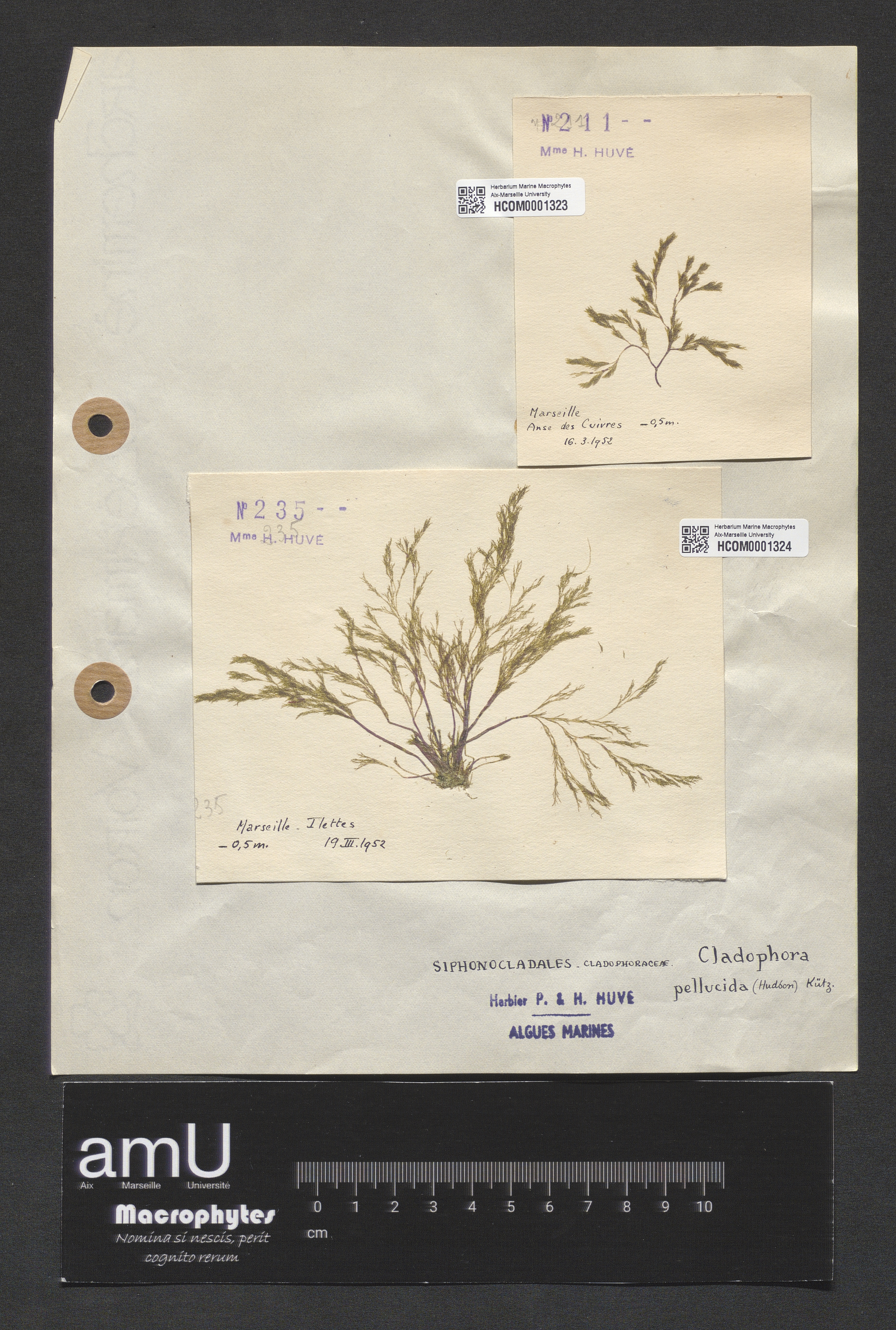 Cladophora pellucida specimen