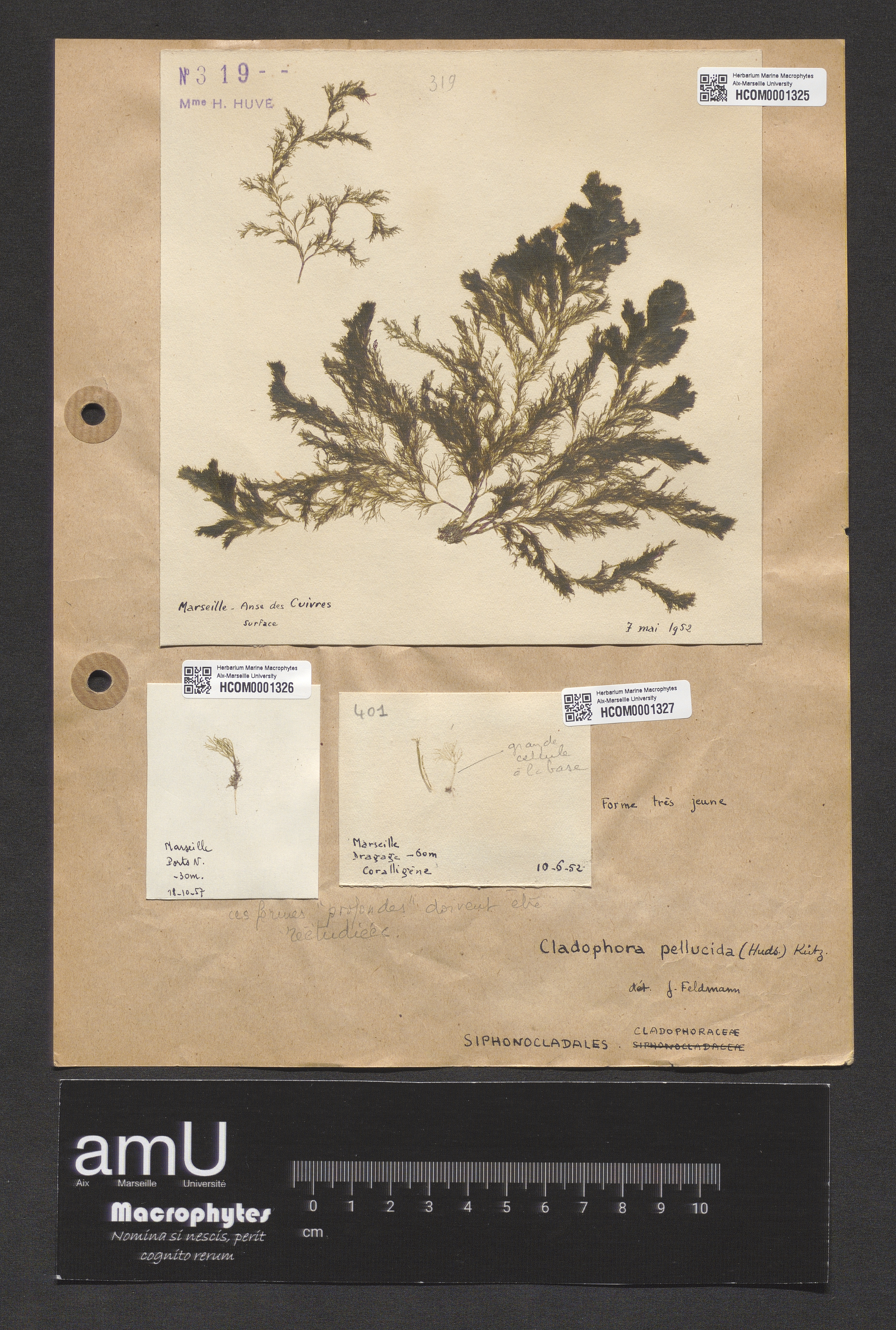 Cladophora pellucida specimen