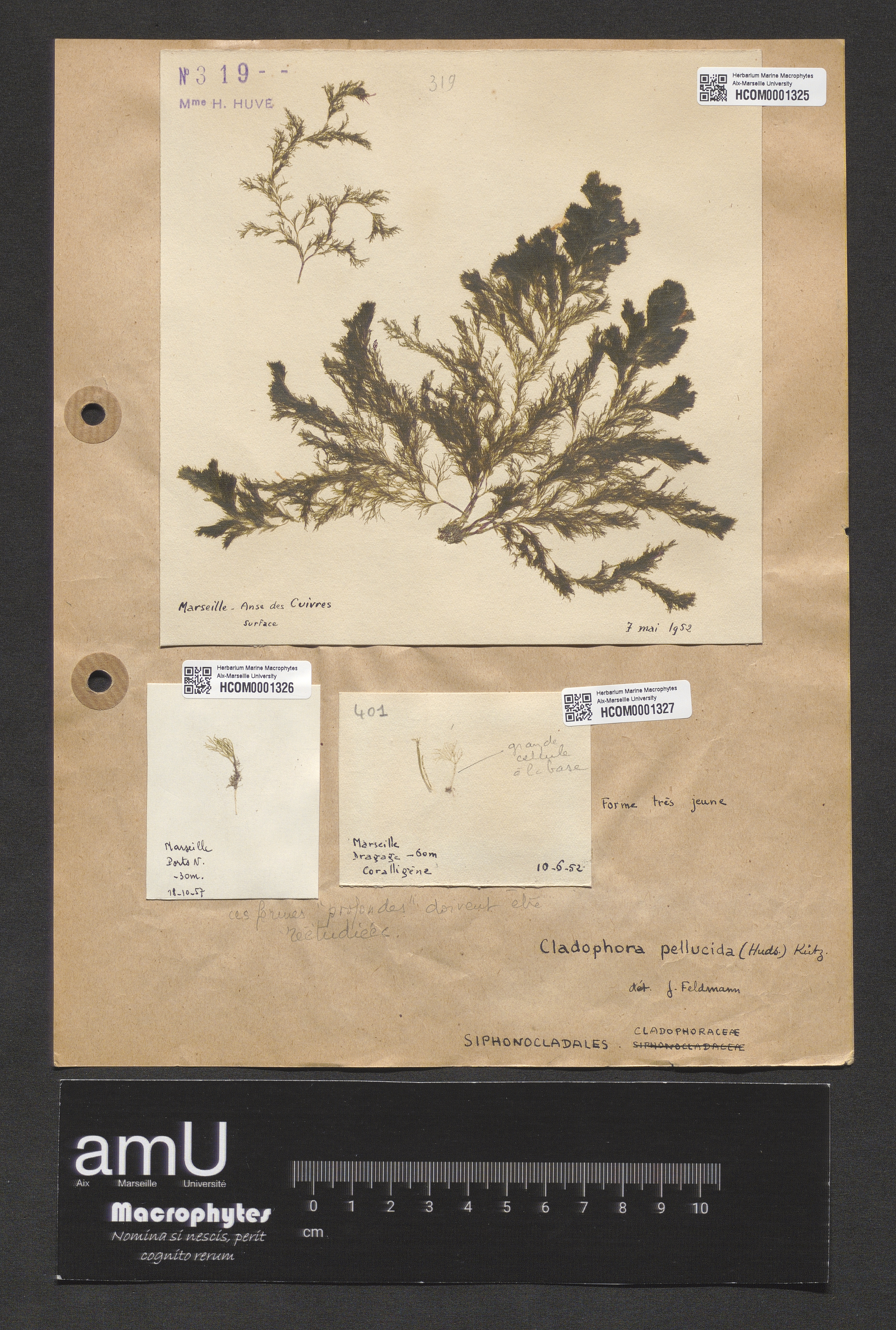 Cladophora pellucida specimen