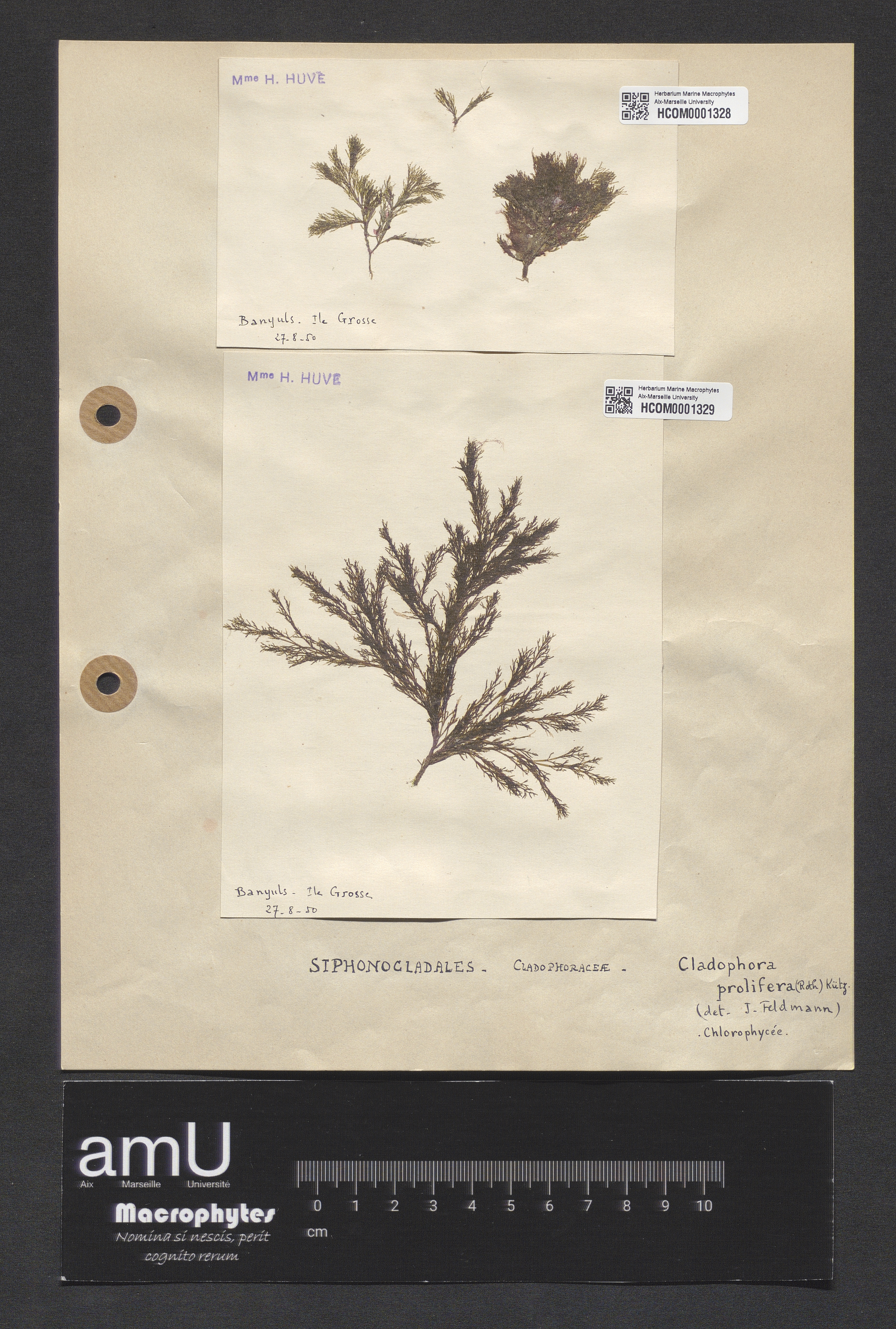 Cladophora prolifera specimen
