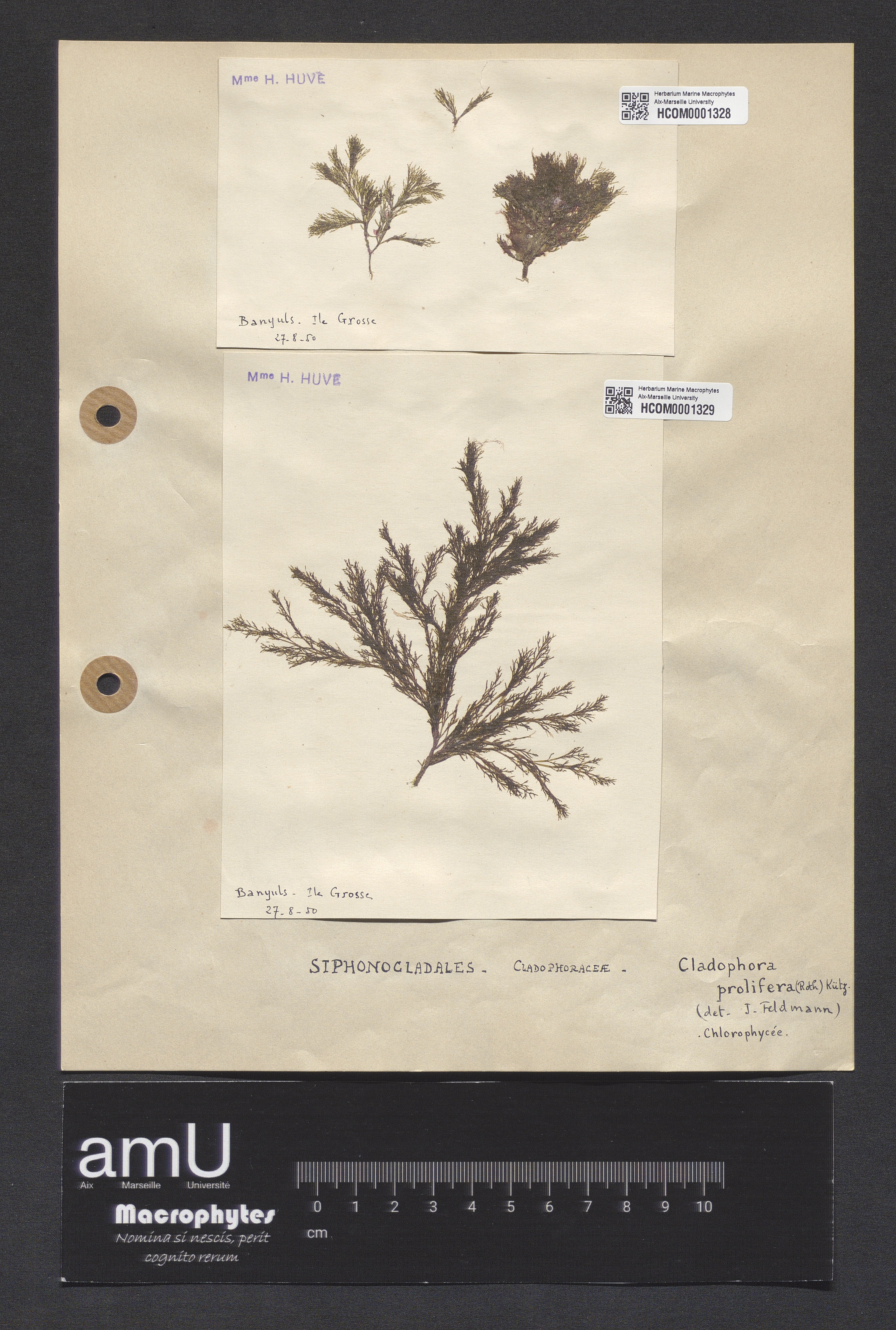 Cladophora prolifera specimen