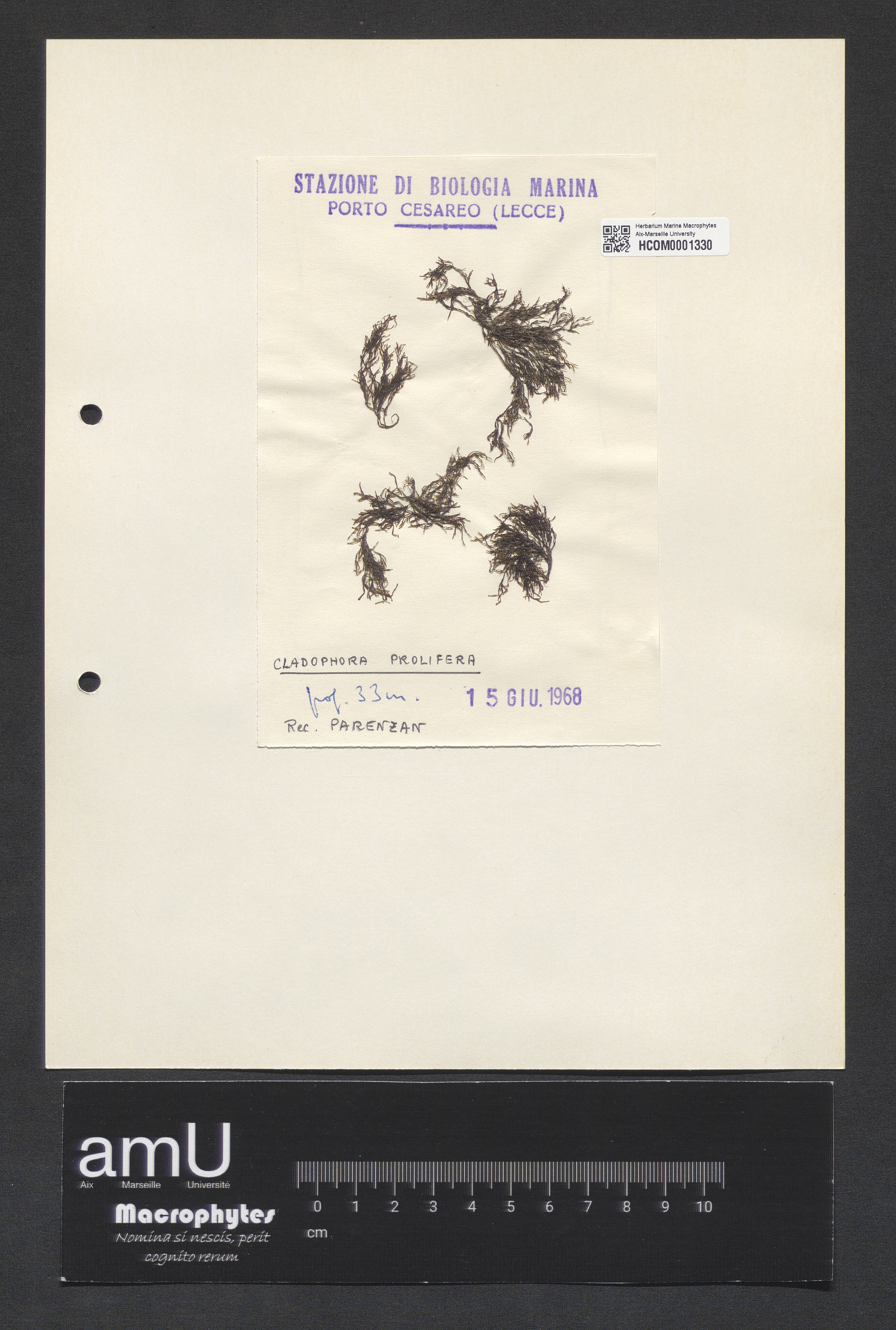 Cladophora prolifera specimen