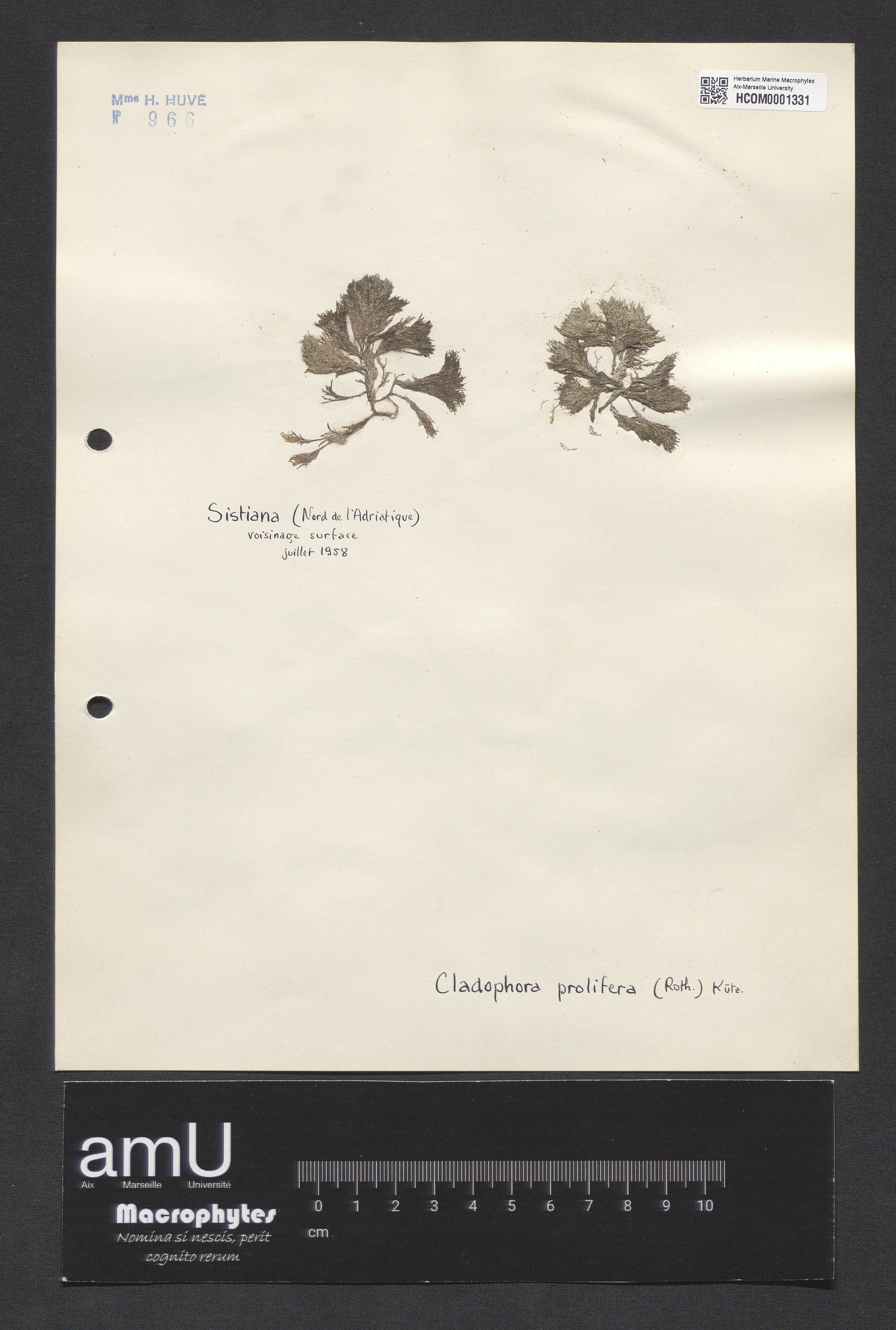 Cladophora prolifera specimen