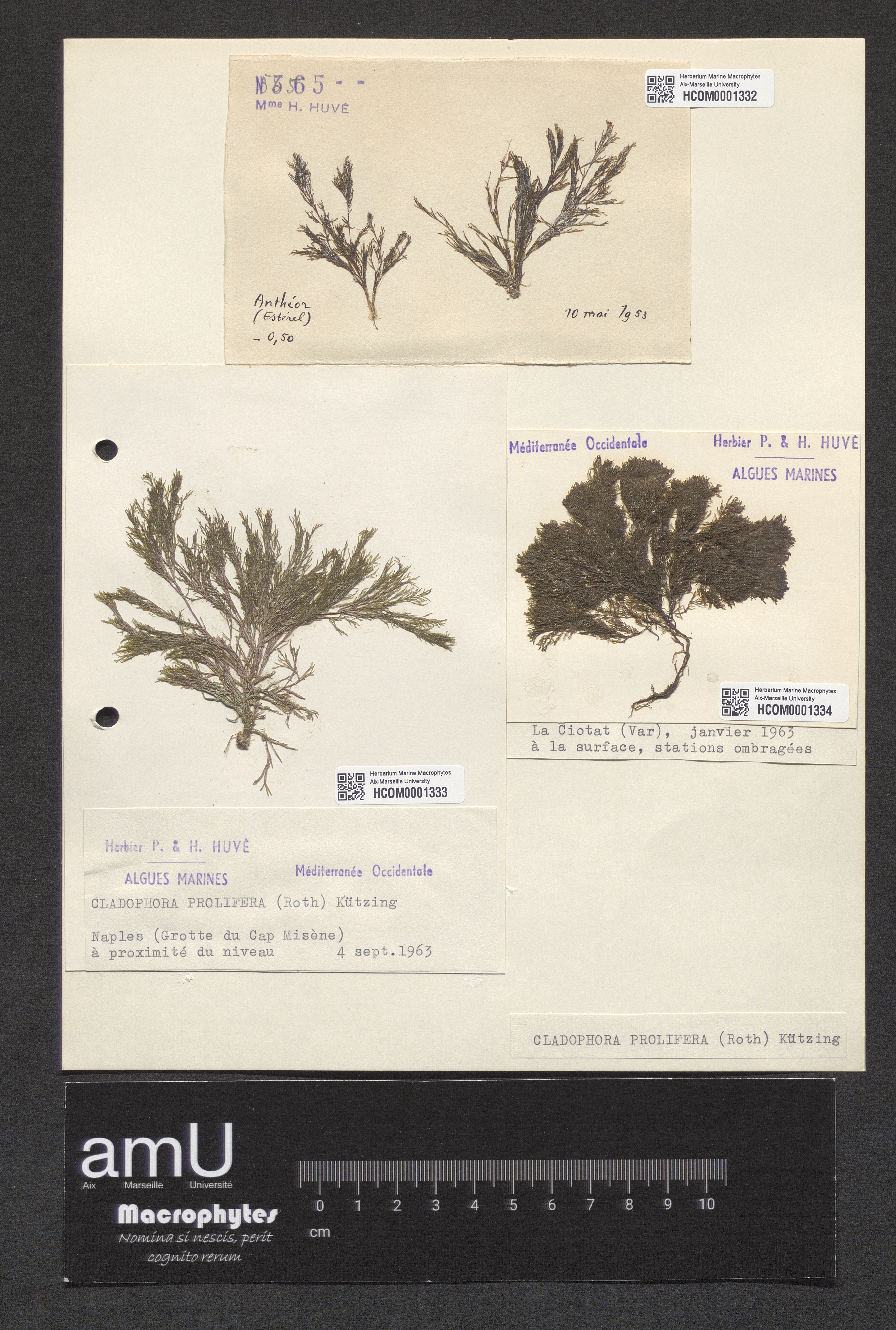 Cladophora prolifera specimen