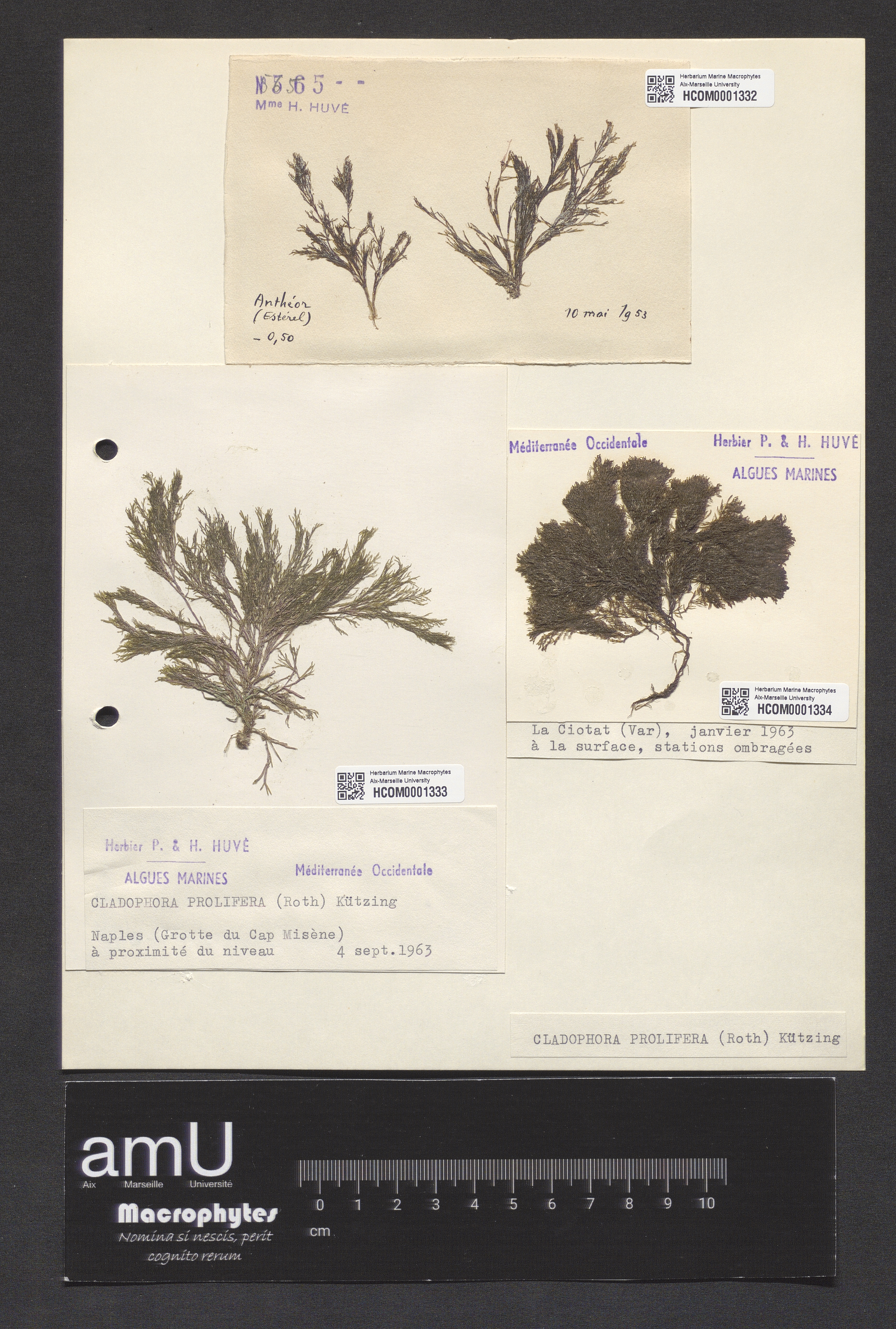 Cladophora prolifera specimen