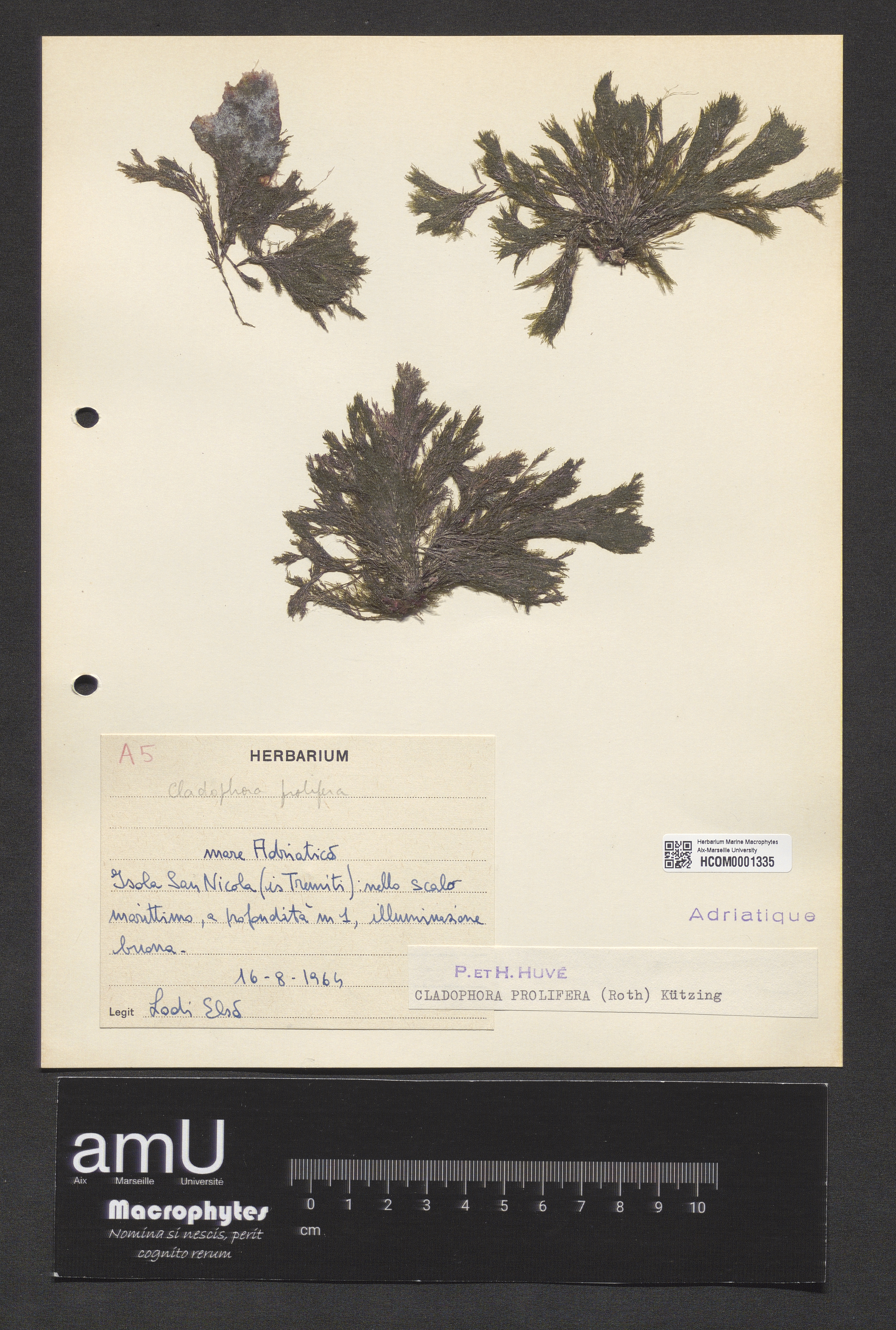 Cladophora prolifera specimen