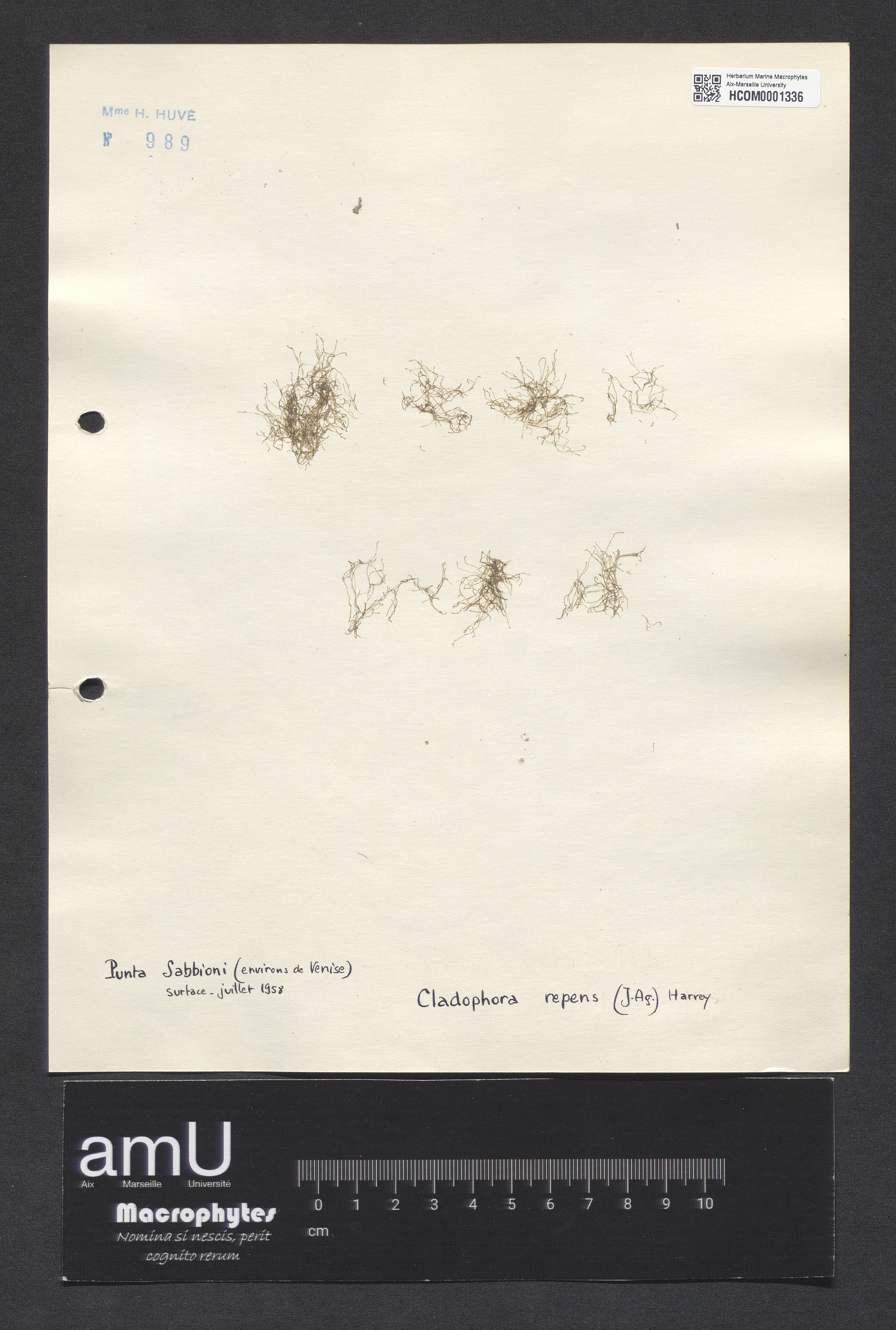 Cladophora repens specimen