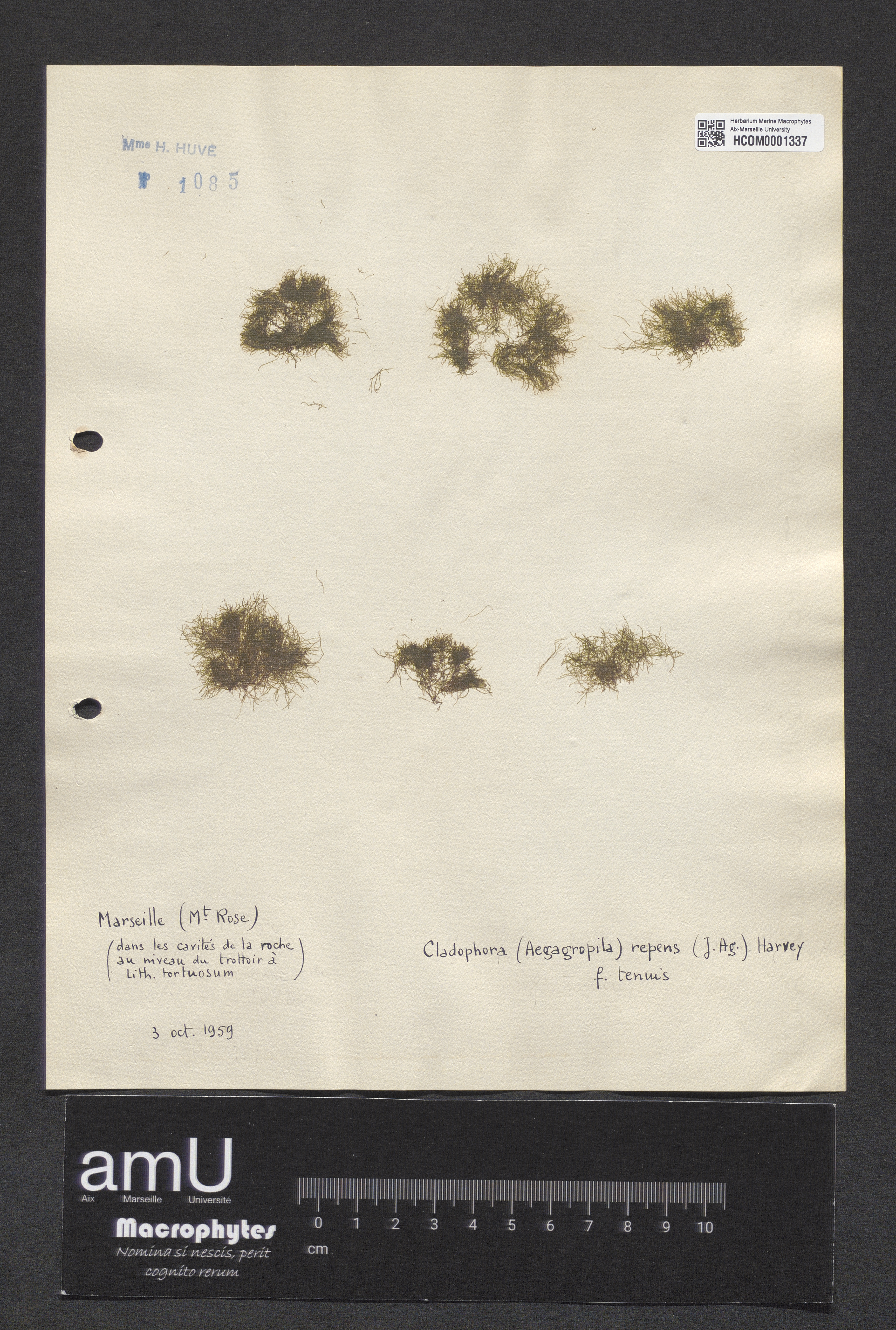 Cladophora repens specimen