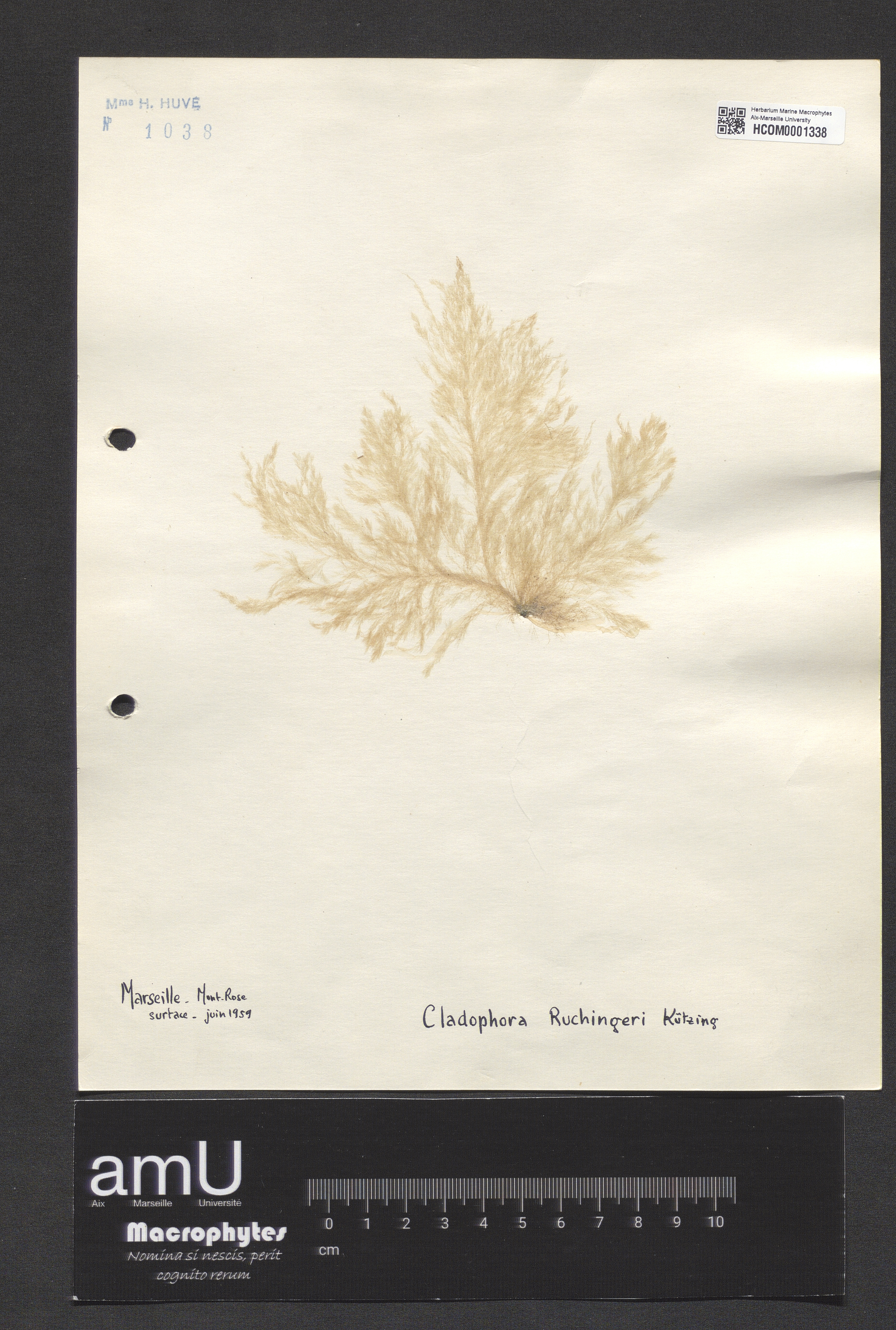 Cladophora ruchingeri specimen