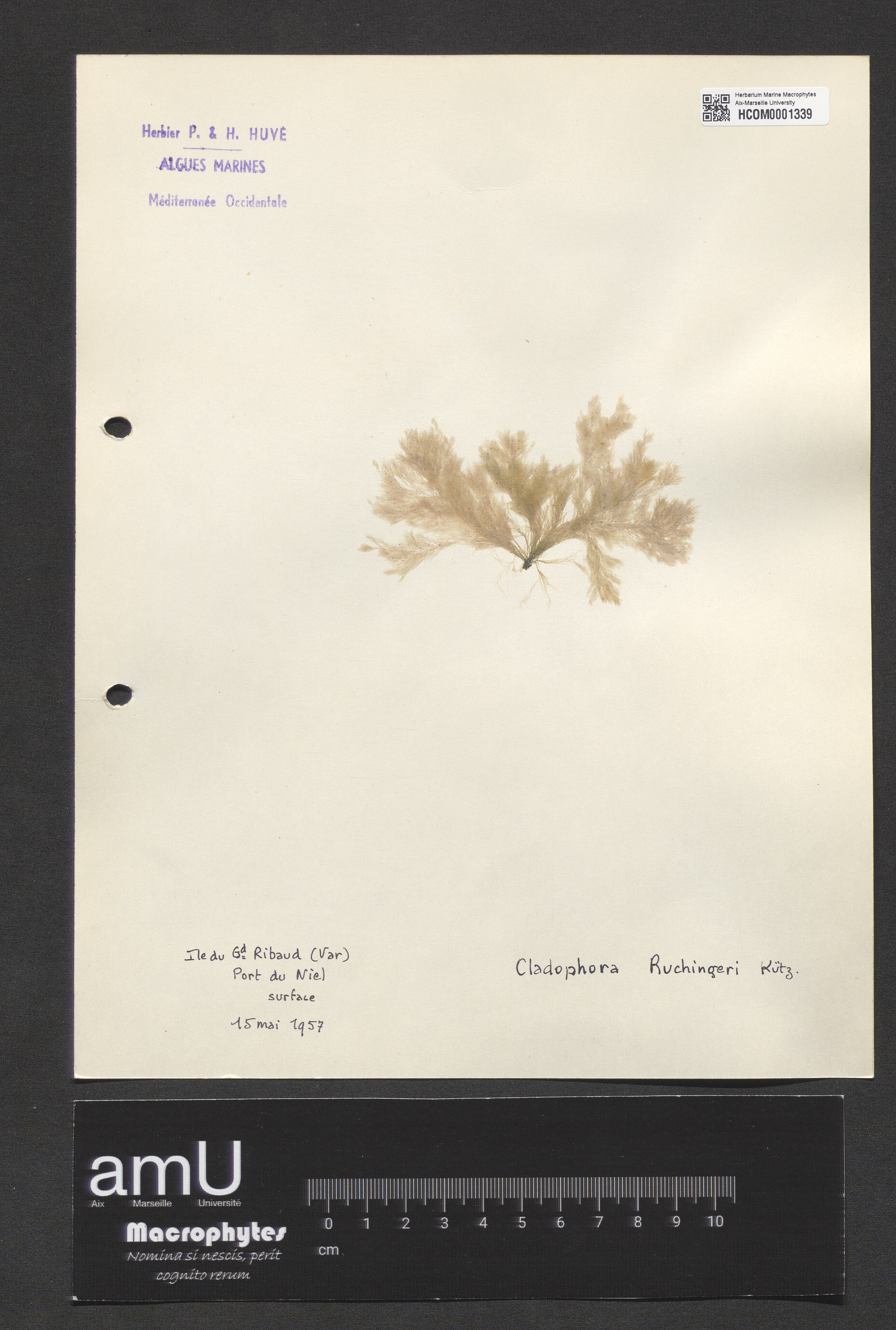 Cladophora ruchingeri specimen