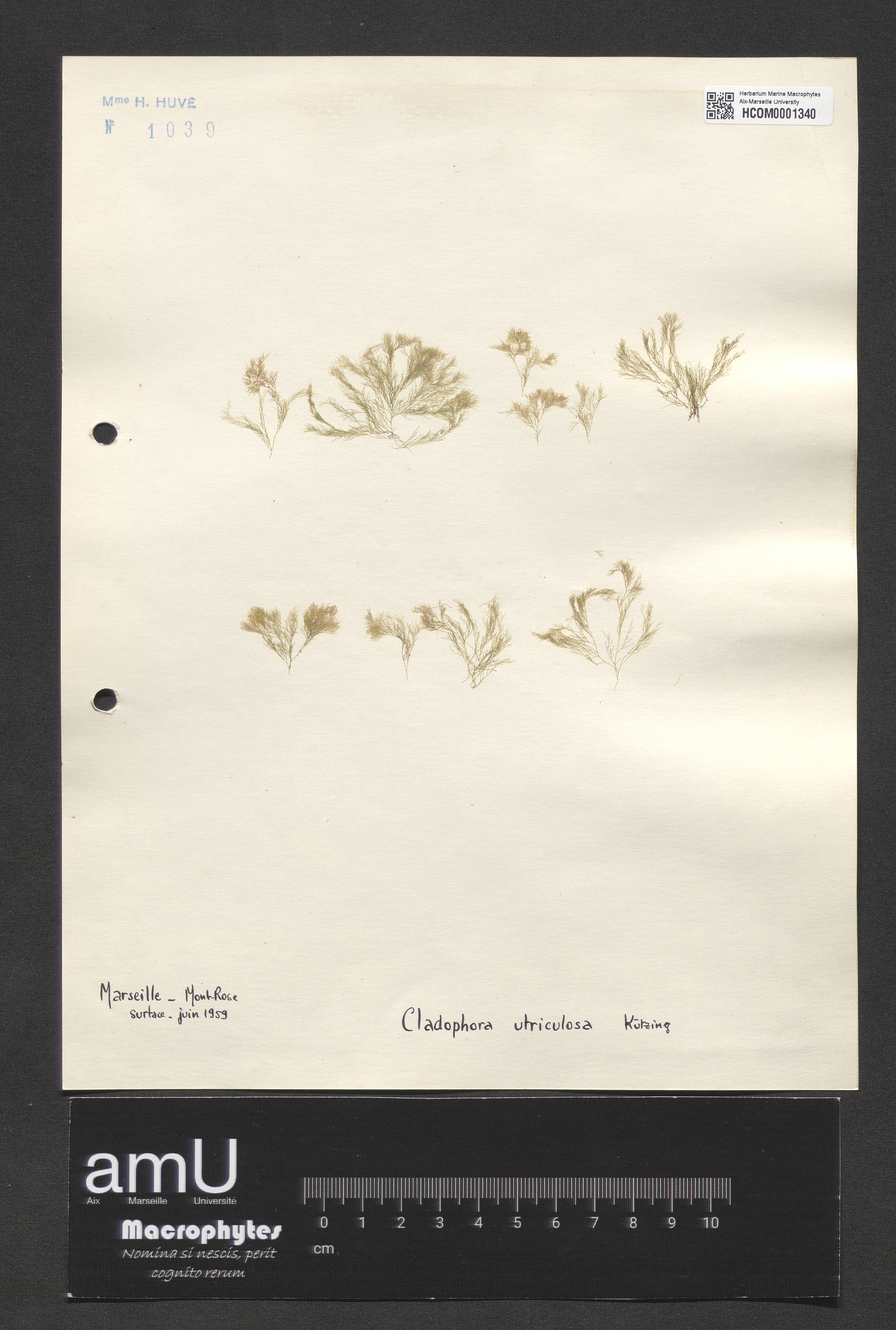 Cladophora uticulosa specimen