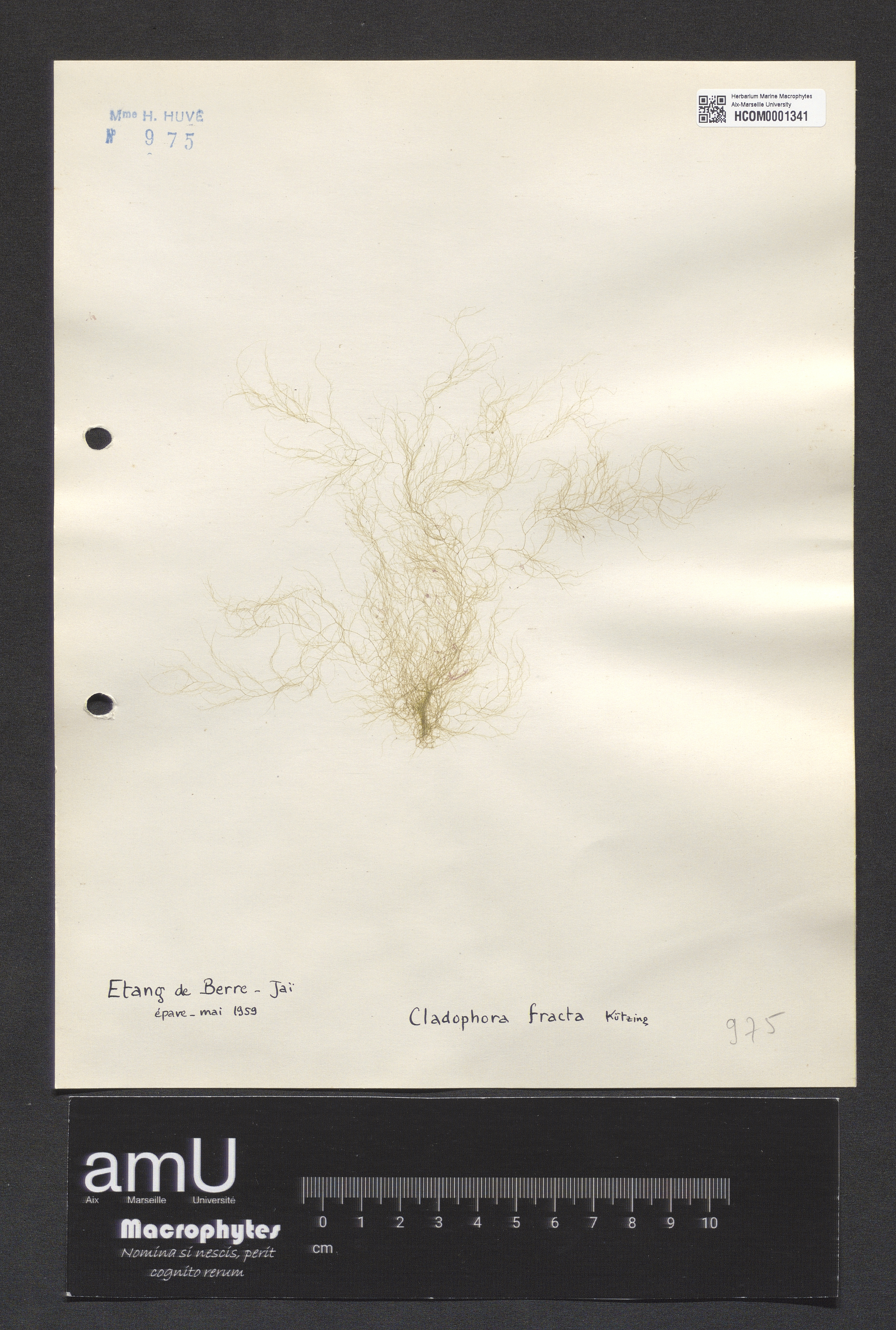 Cladophora fracta specimen
