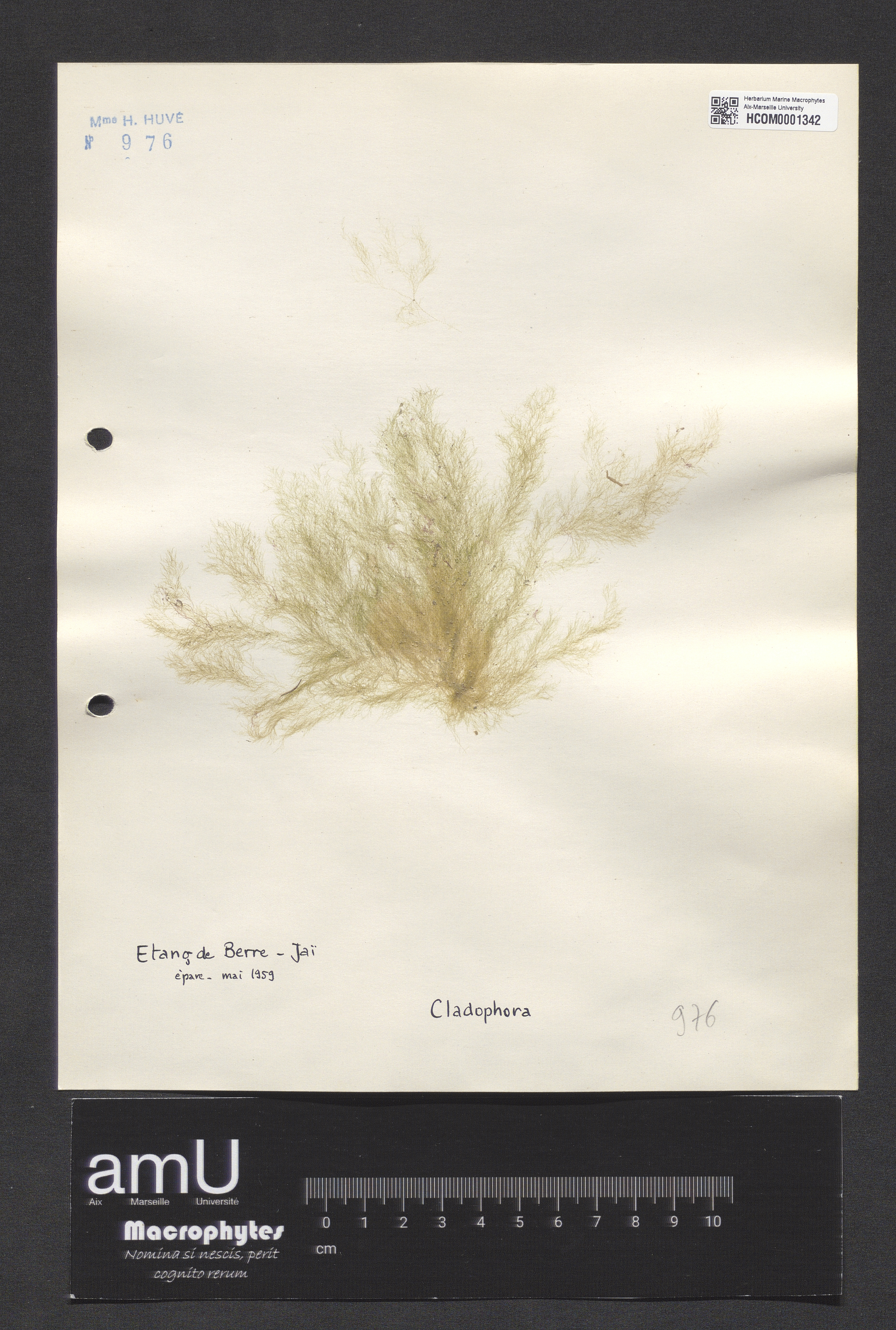 Cladophora specimen