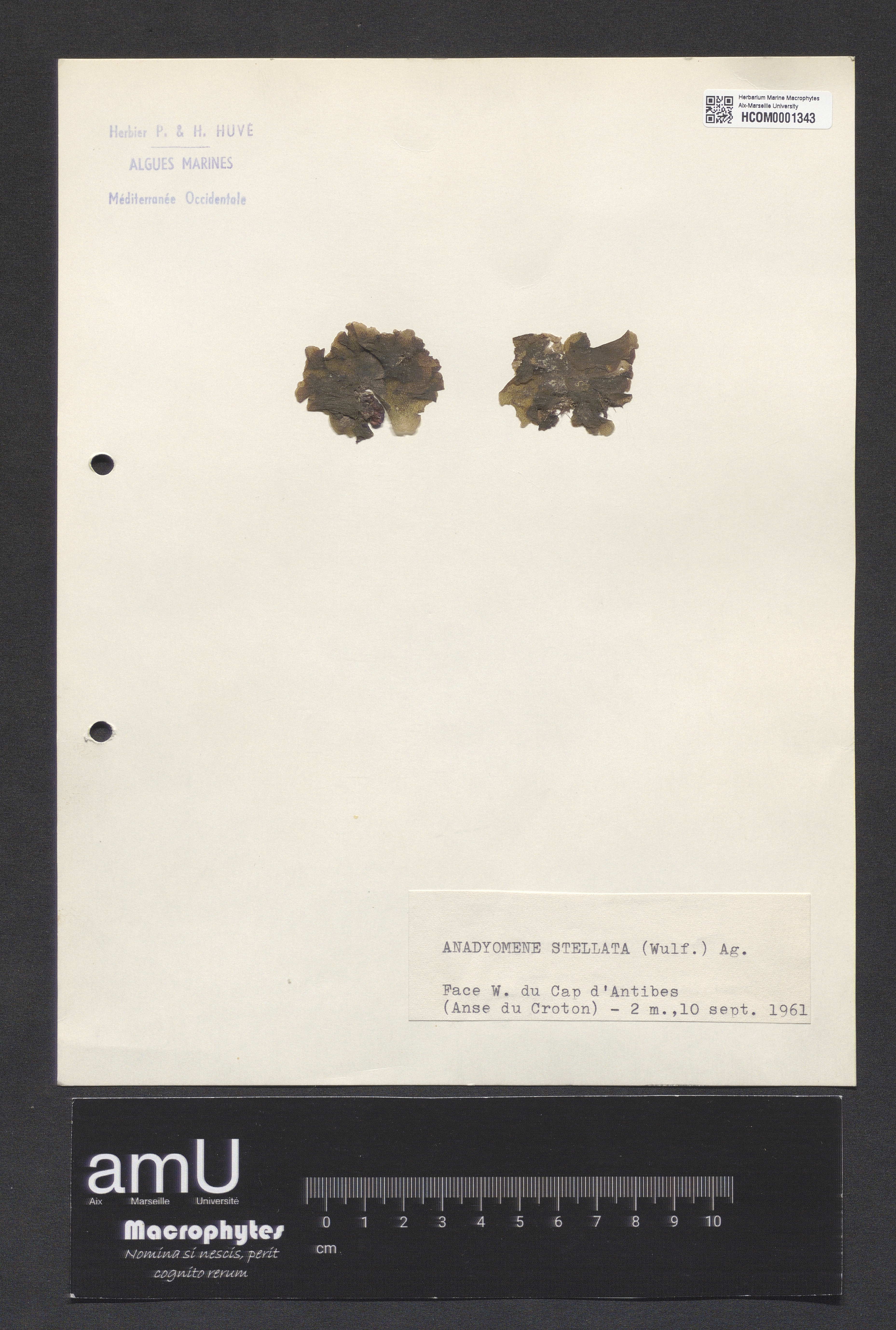Anadyomene stellata specimen