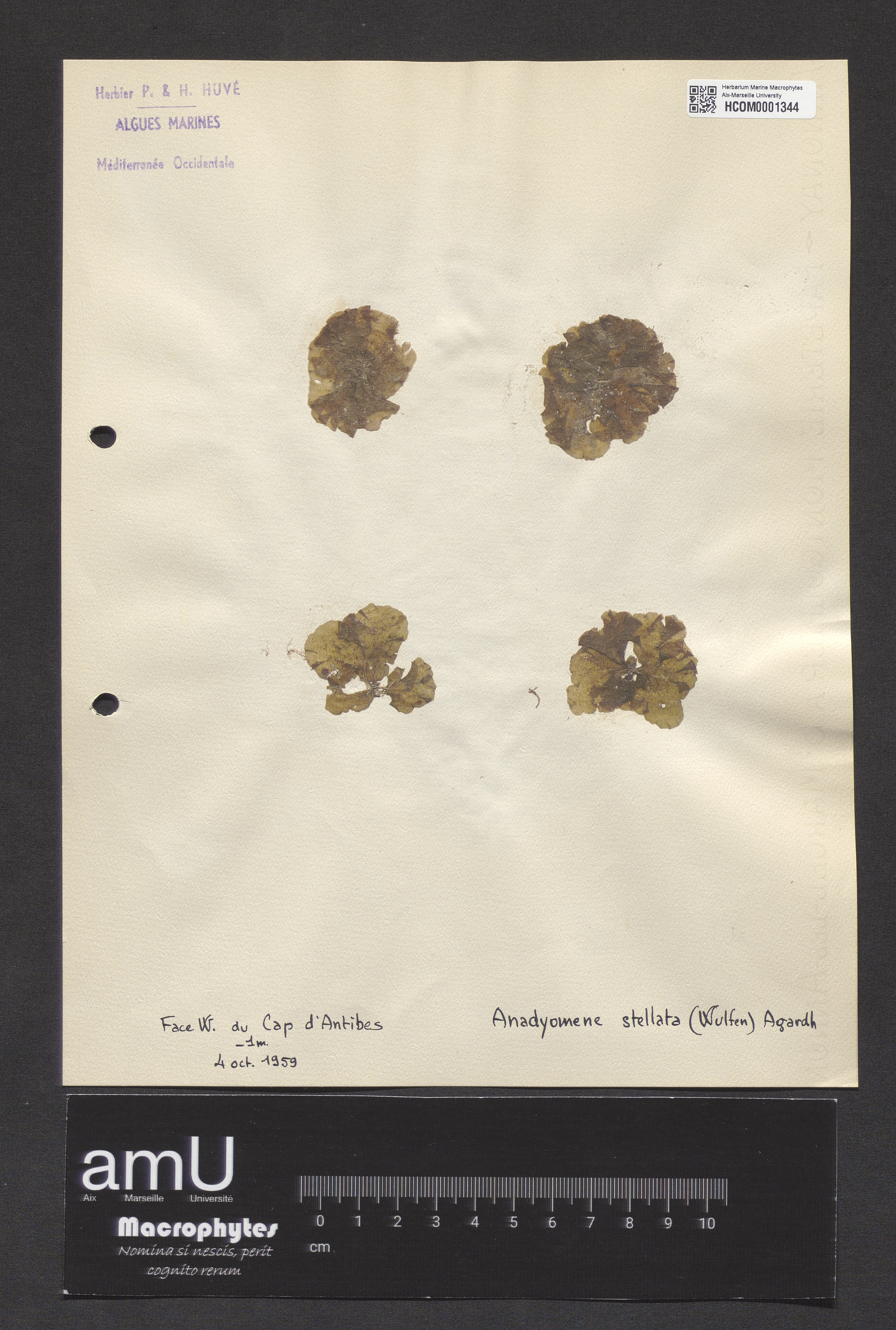 Anadyomene stellata specimen