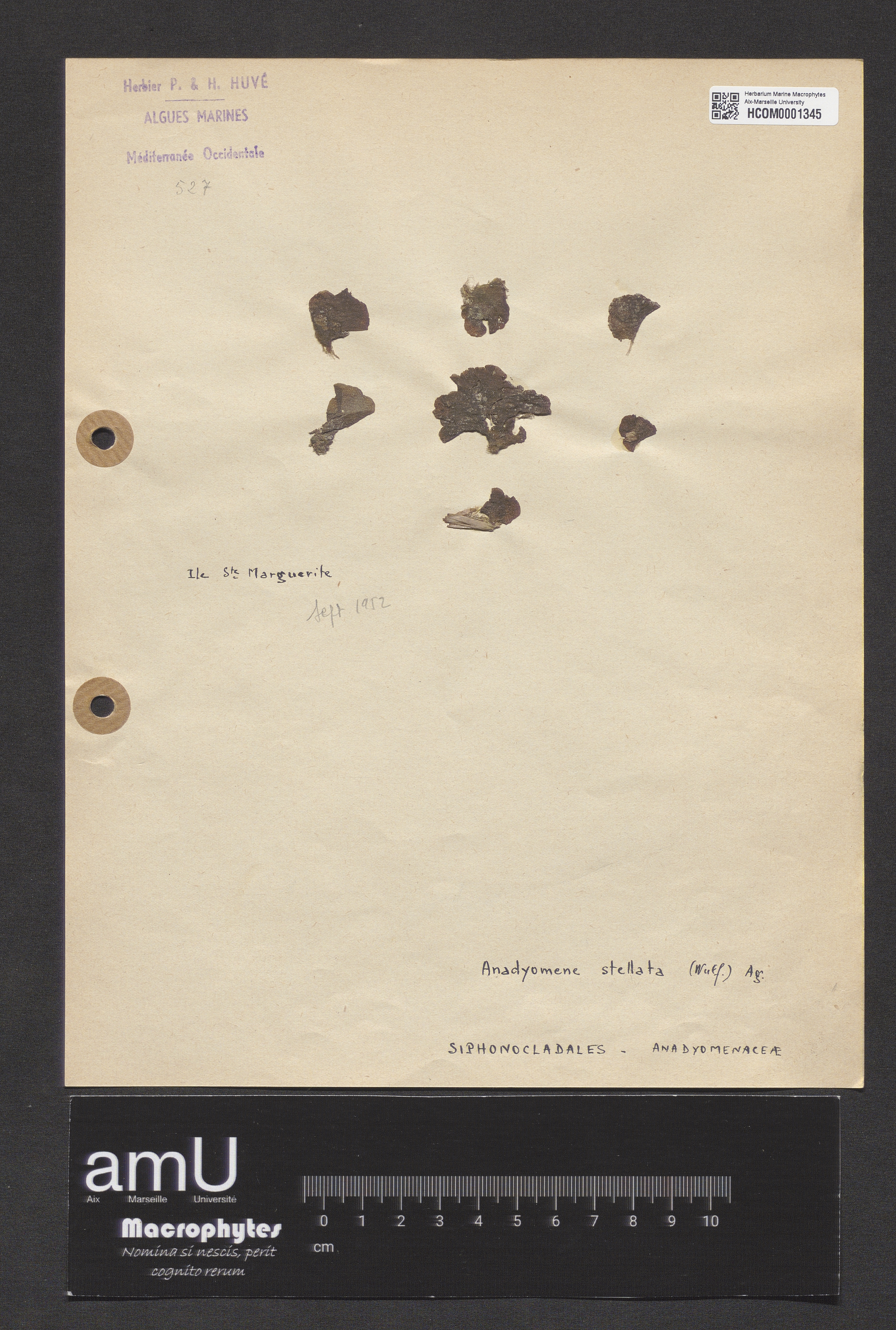 Anadyomene stellata specimen