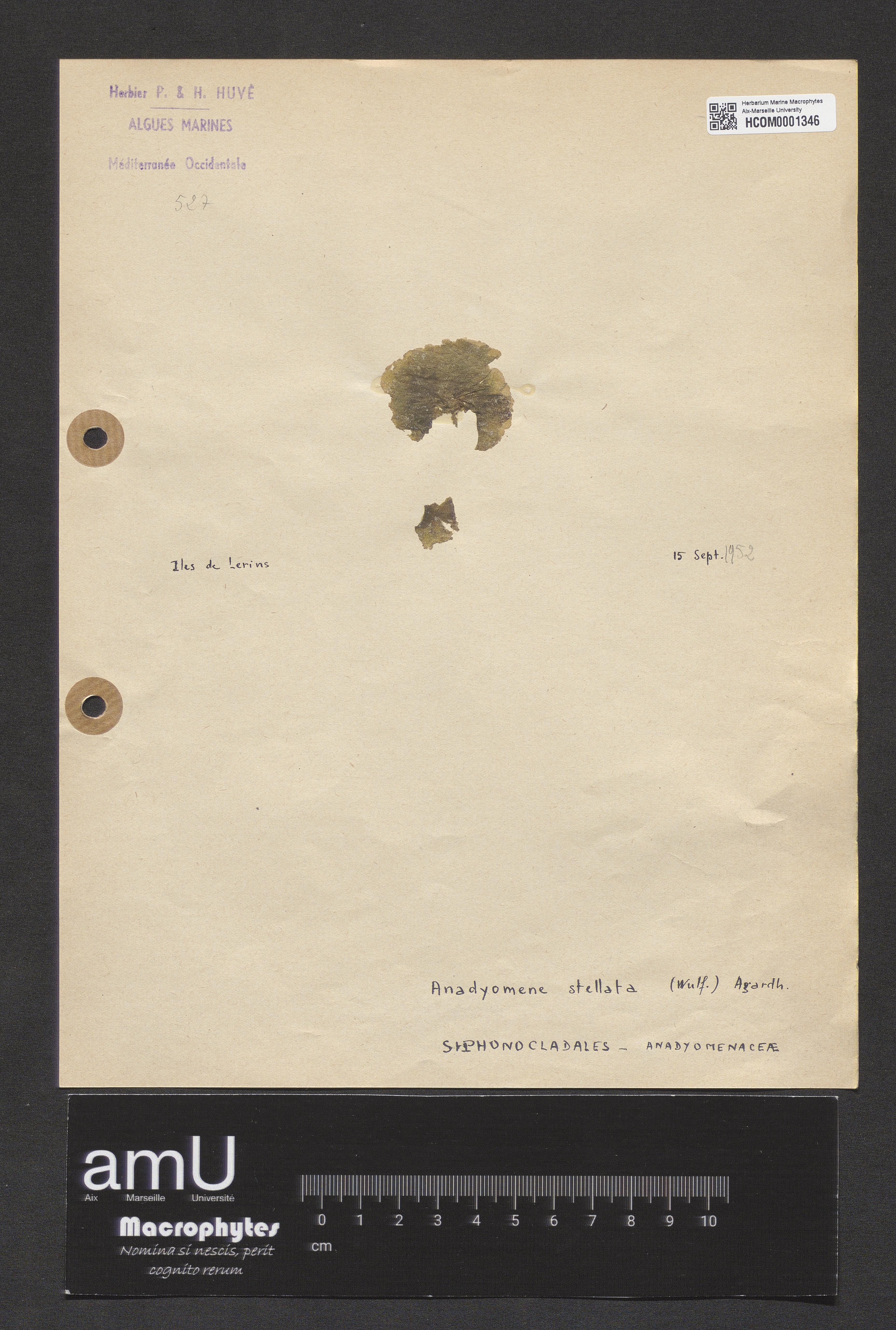 Anadyomene stellata specimen