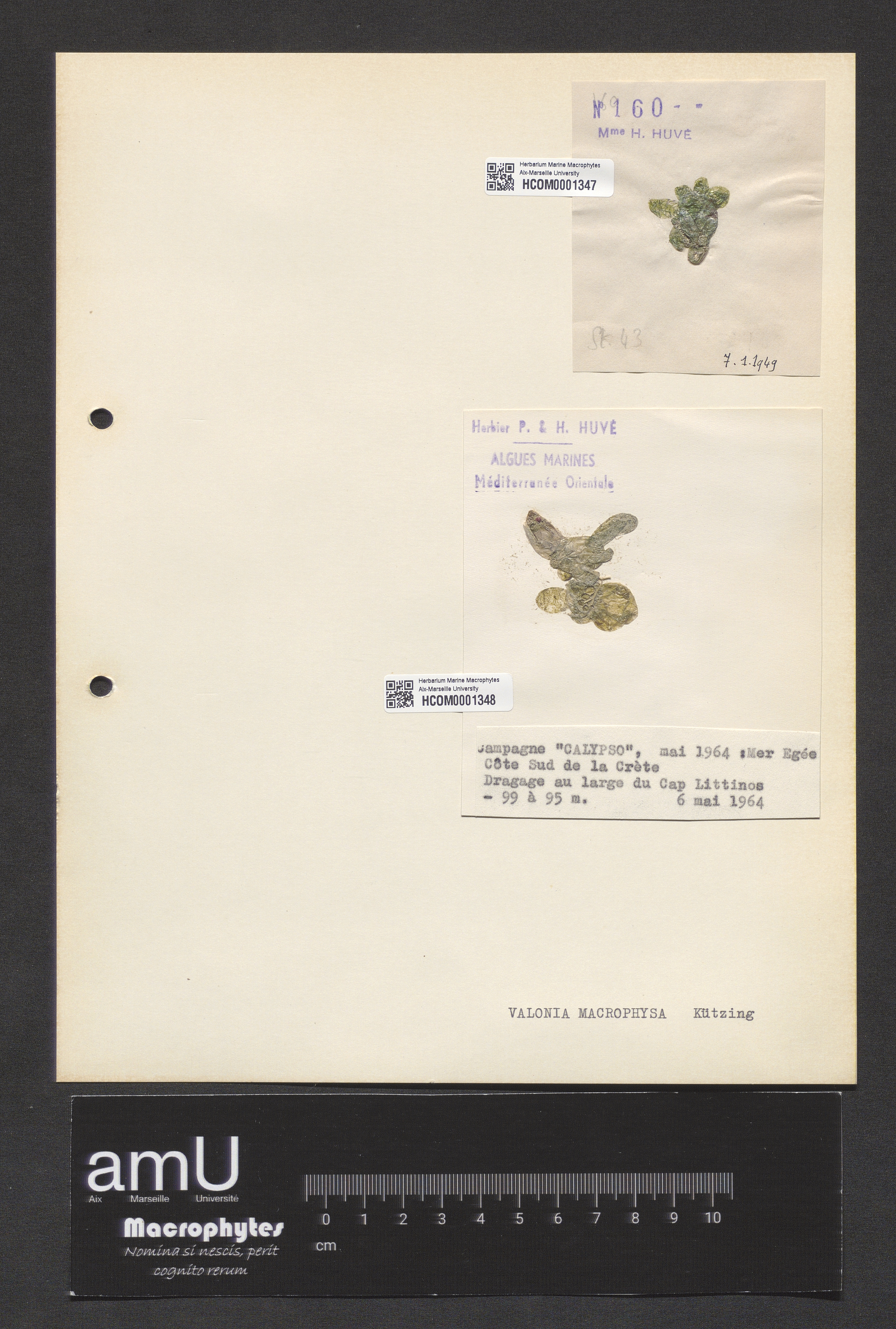 Valonia macrophysa specimen