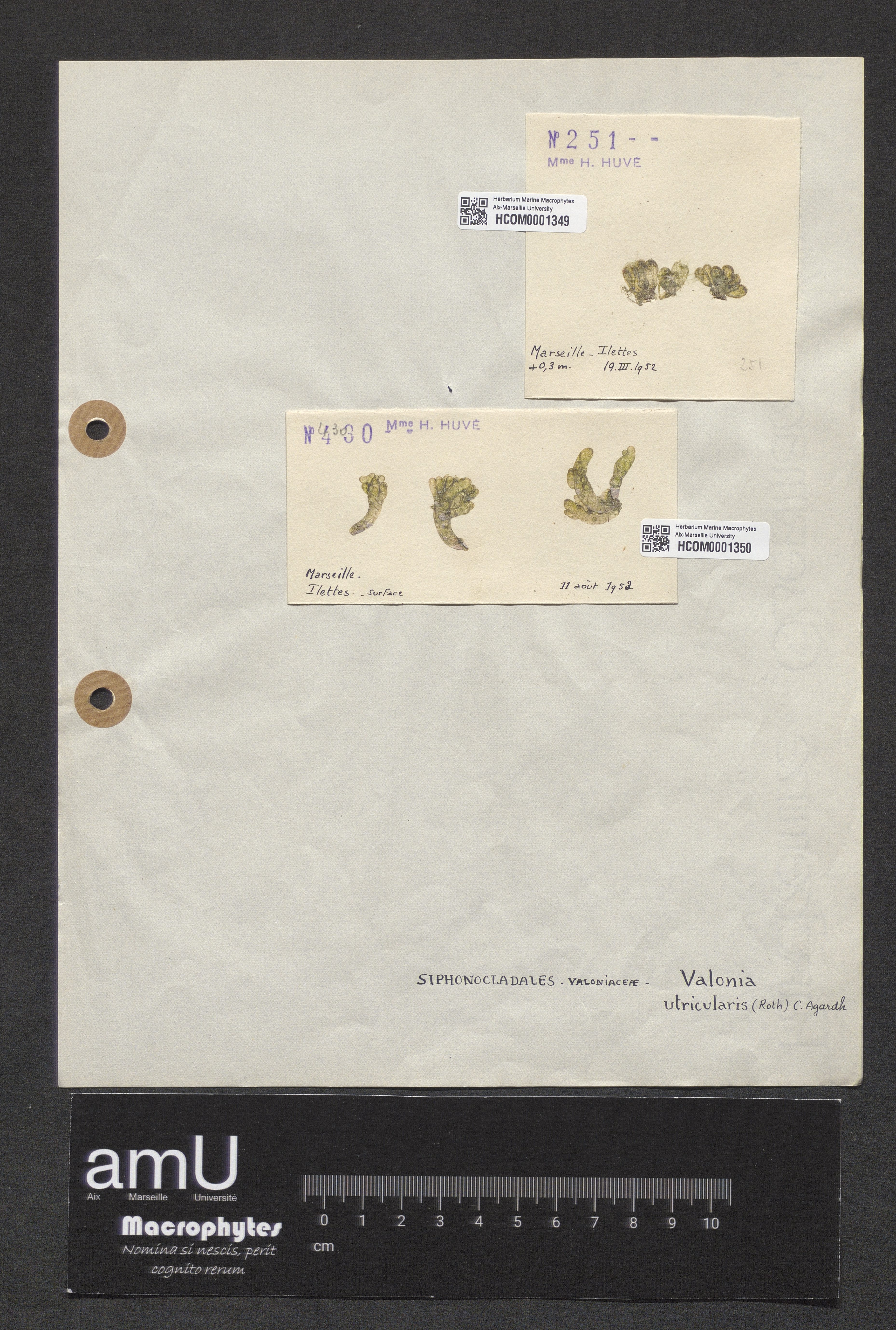 Valonia utricularis specimen