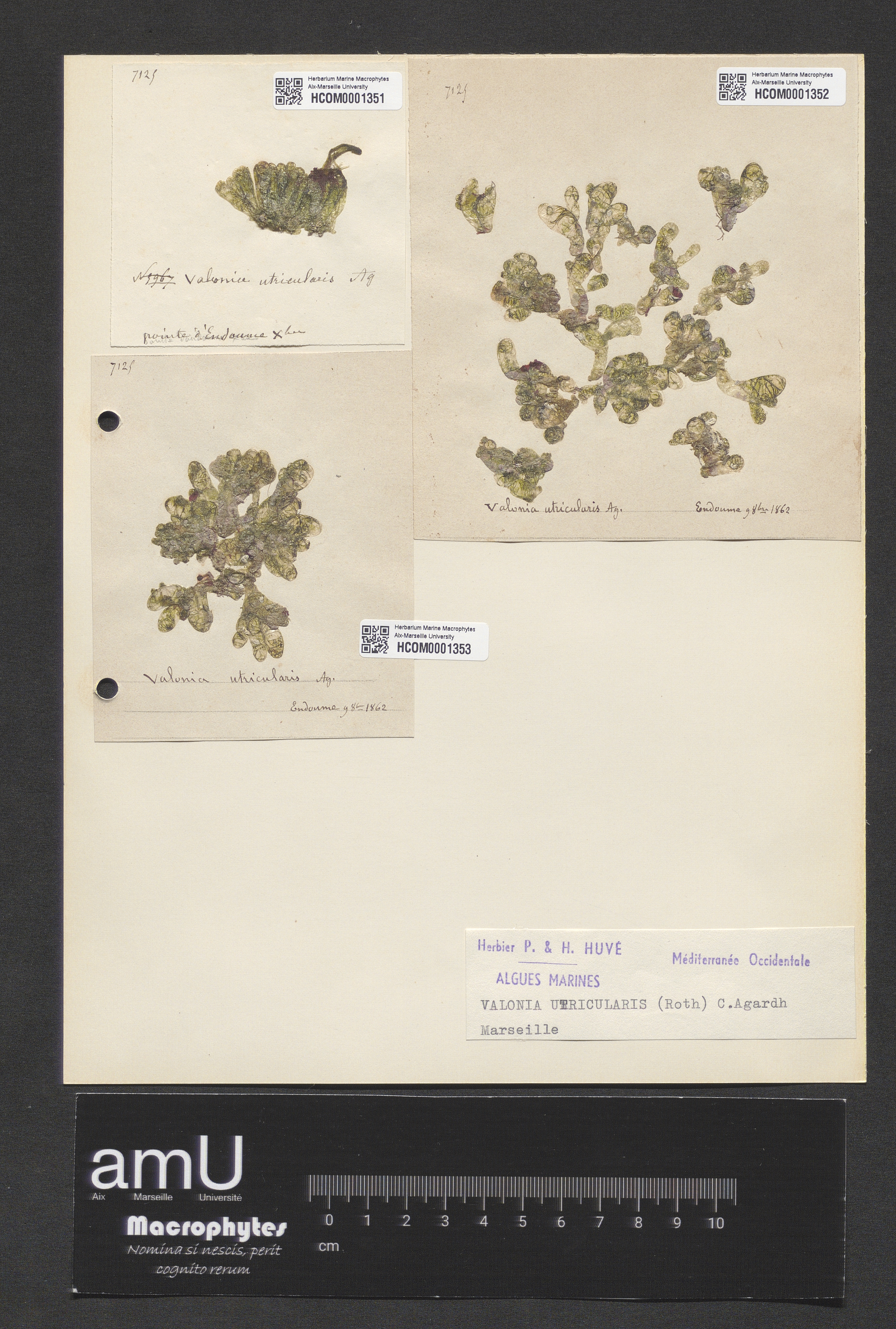 Valonia utricularis specimen