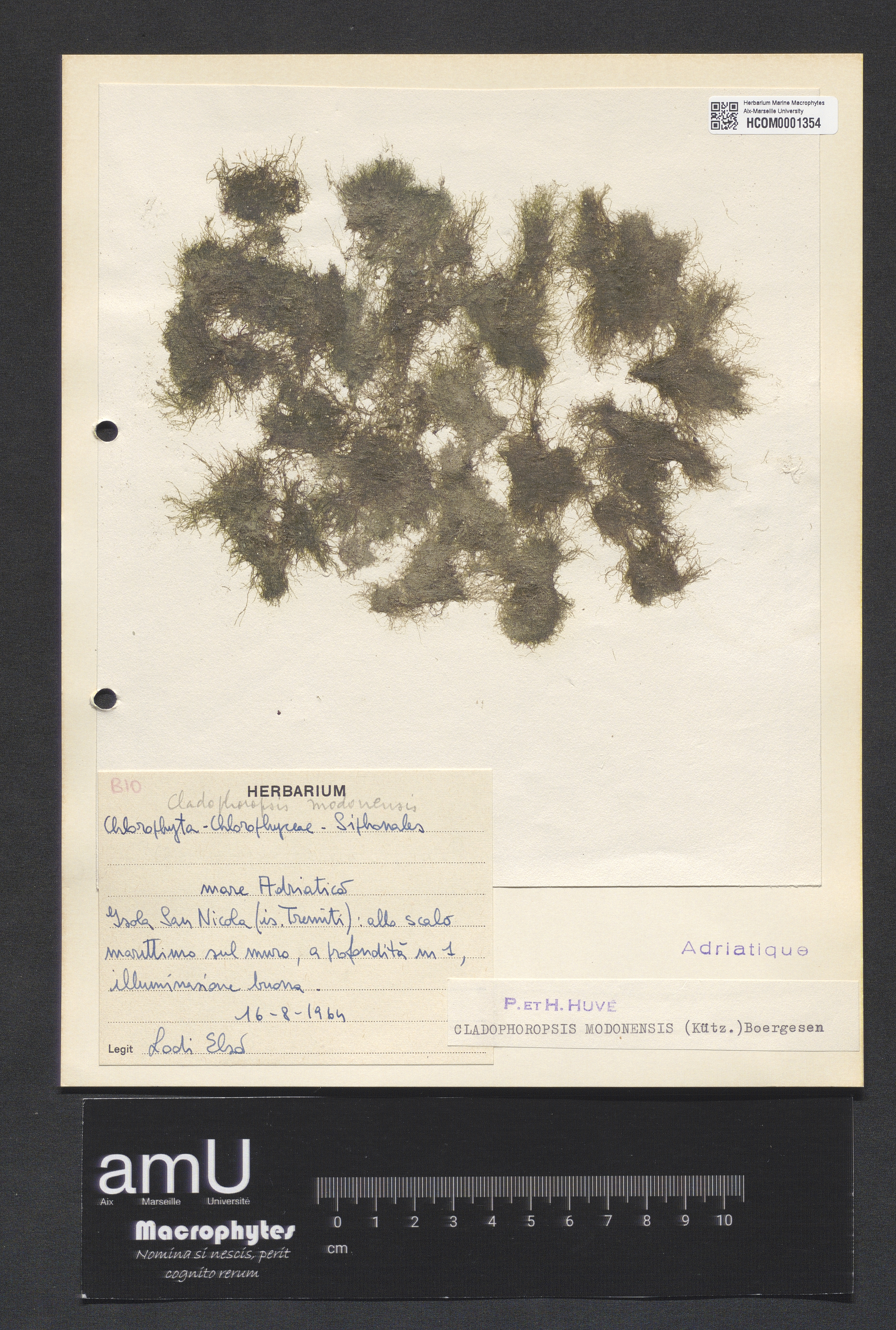 Cladophoropsis modonensis specimen