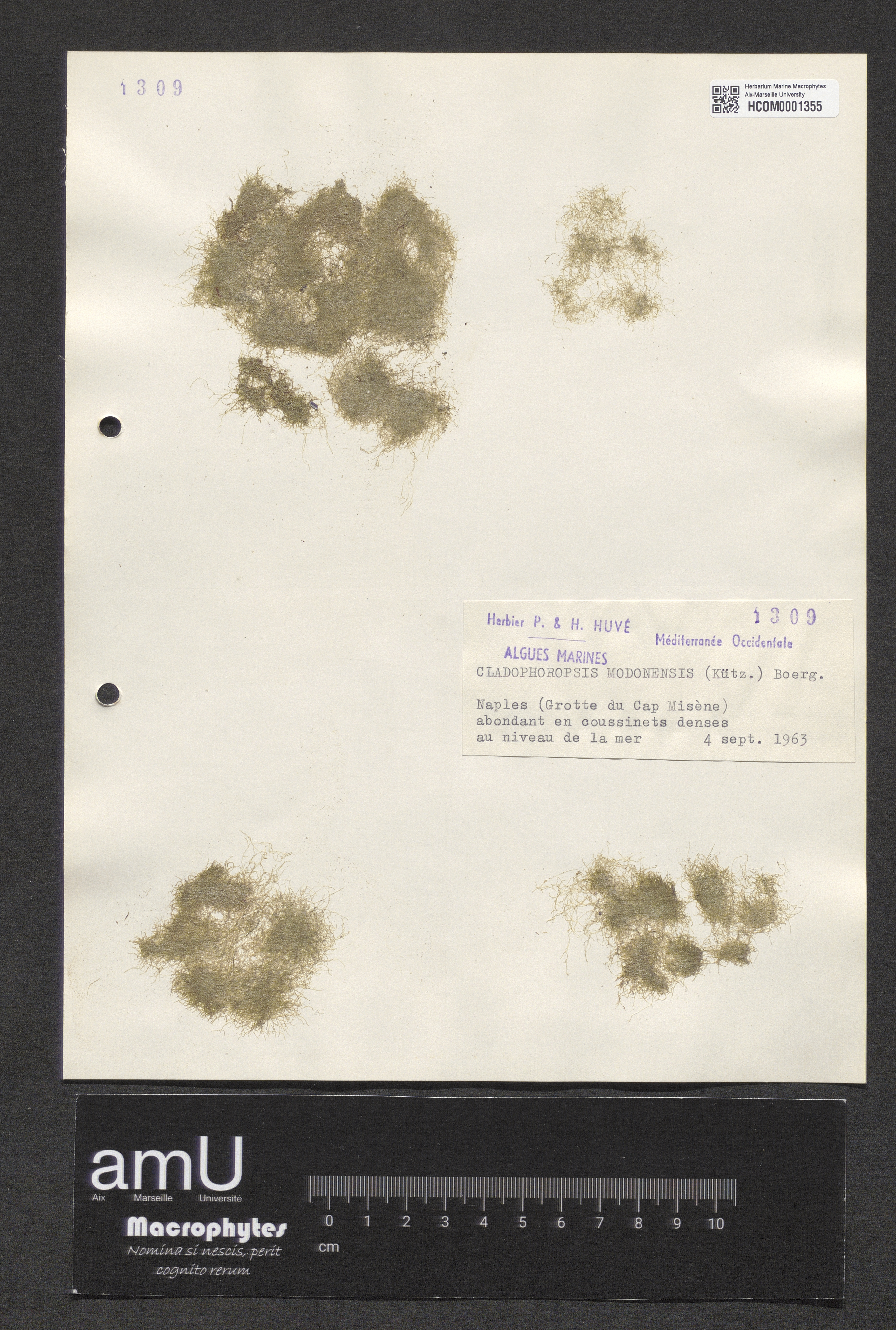 Cladophoropsis modonensis specimen