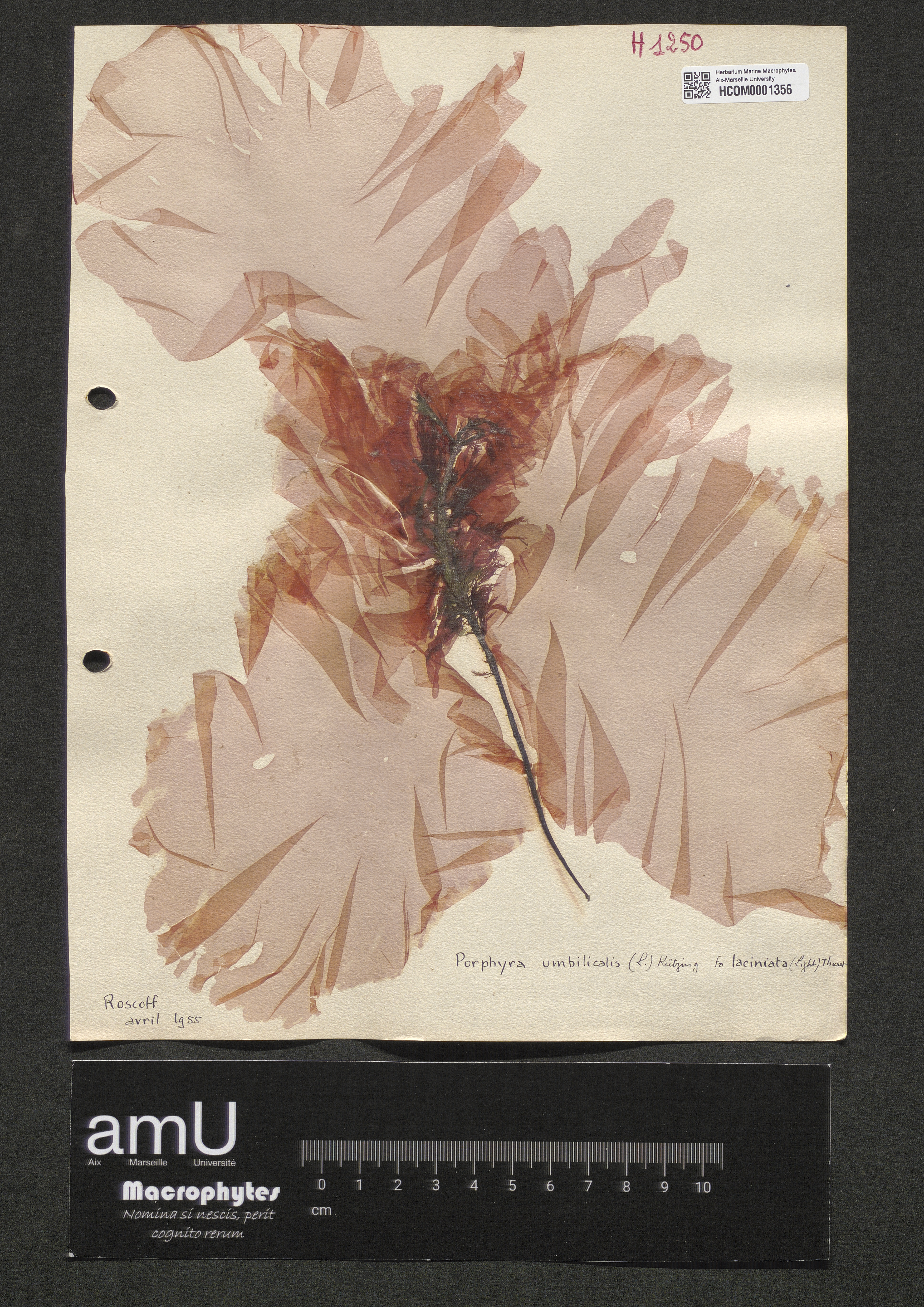 Porphyra umbilicalis f. laciniata    (Light) Thuret specimen